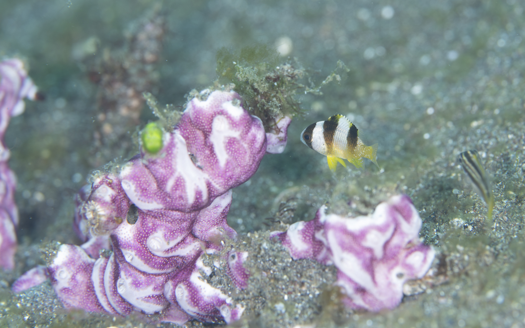 Amblypomacentrus breviceps – ブラックバンデットドムワゼル