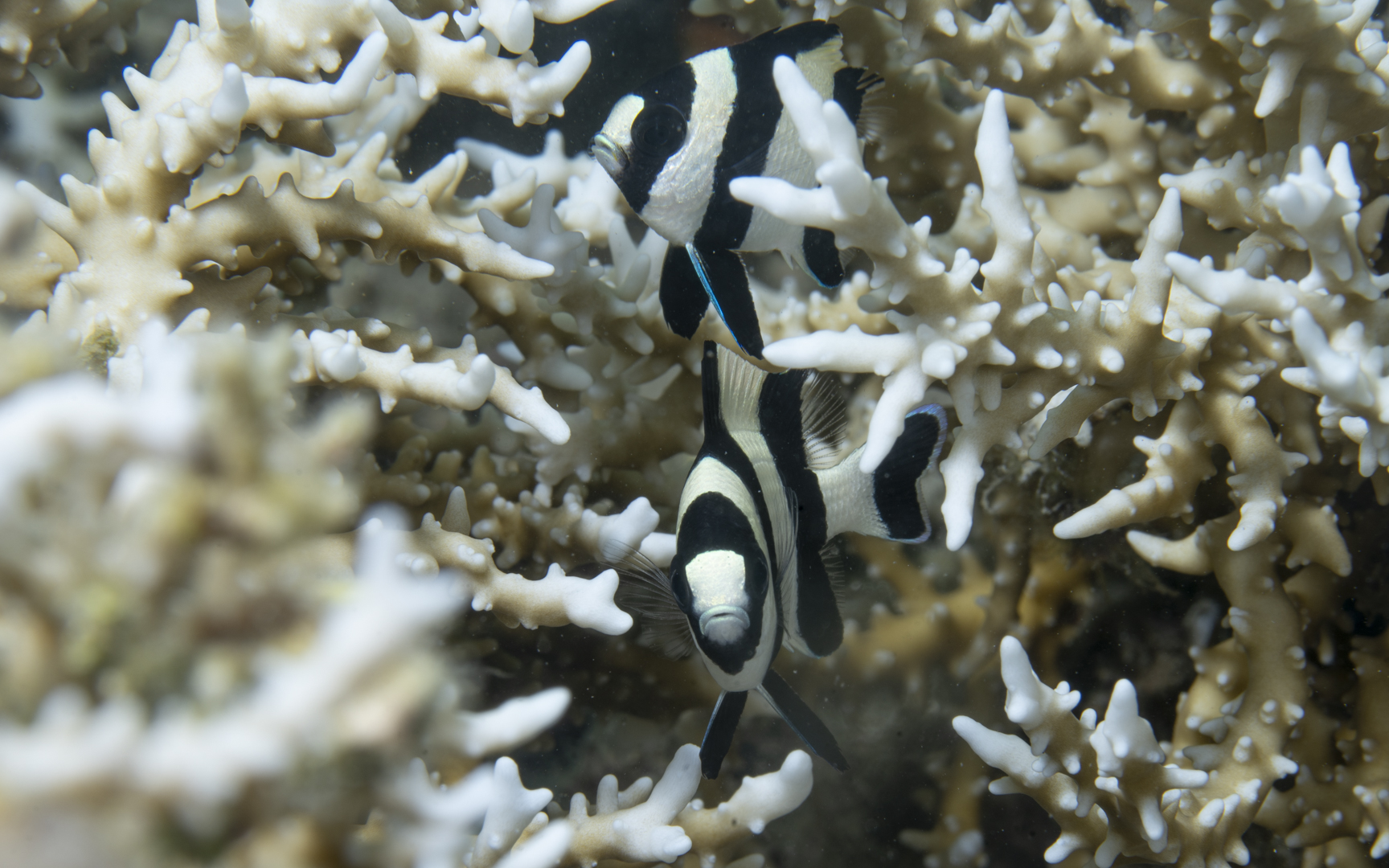 Dascyllus melanurus – ヨスジリュウキュウスズメダイ