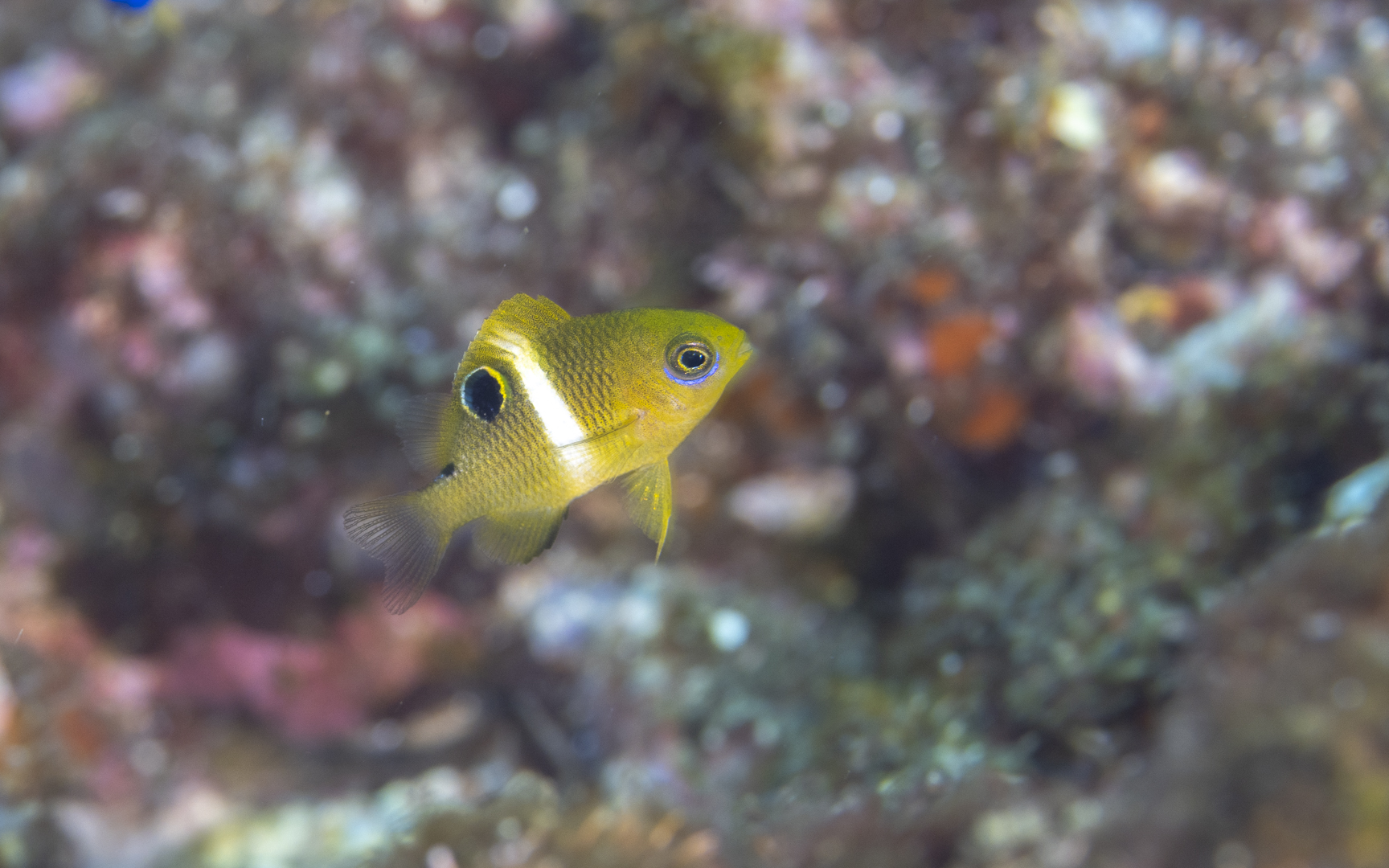 Plectroglyphidodon leucozonus – ハクセンスズメダイ