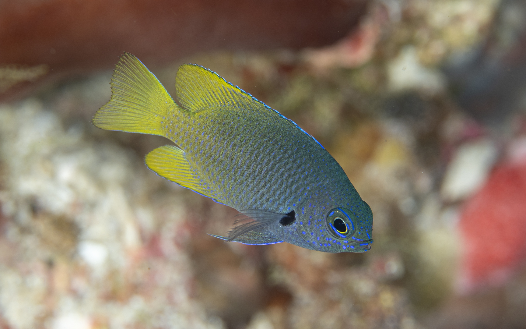 Pomacentrus nigromarginatus – ニセモンツキスズメダイ