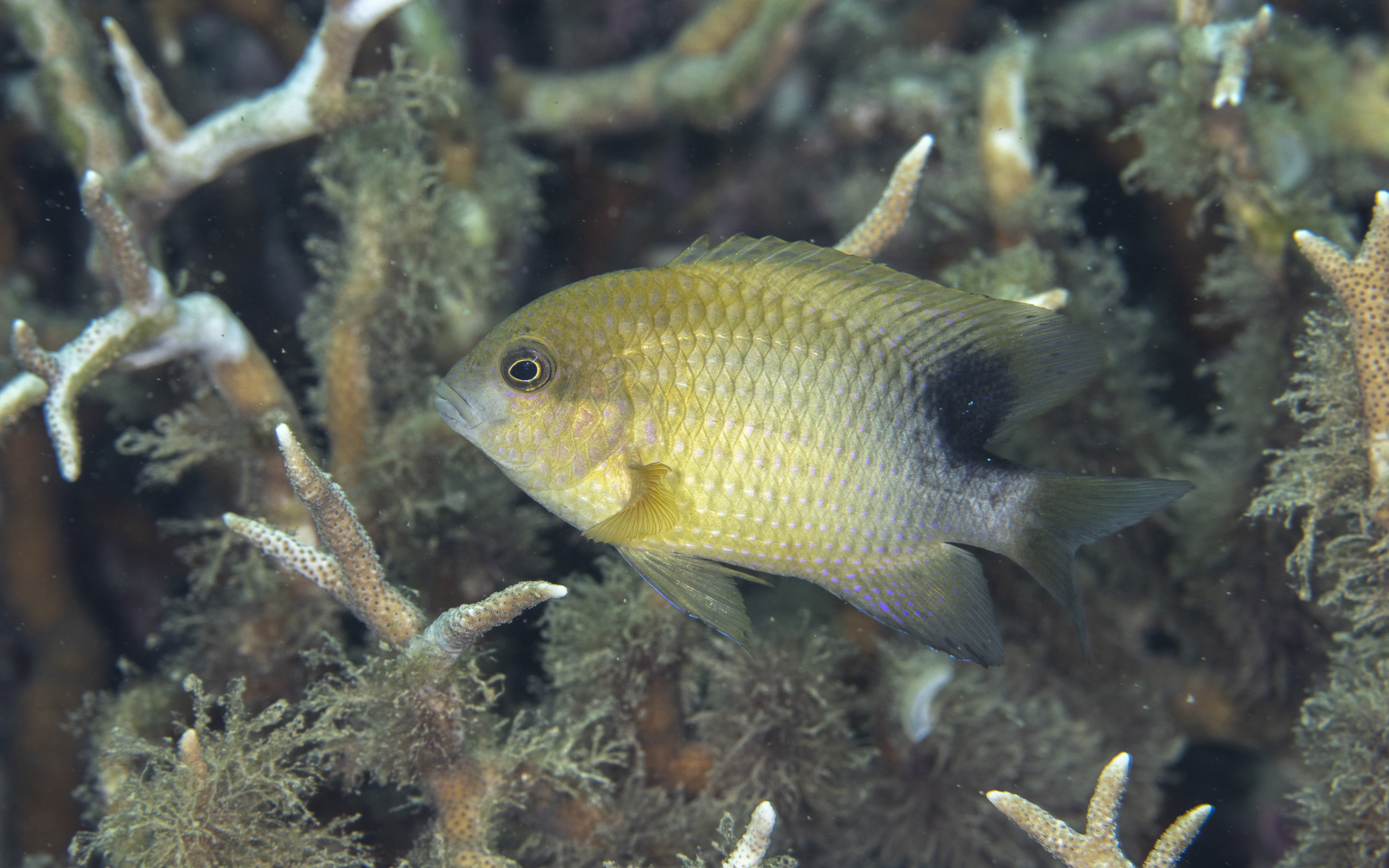 Stegastes punctatus – ハナナガスズメダイ