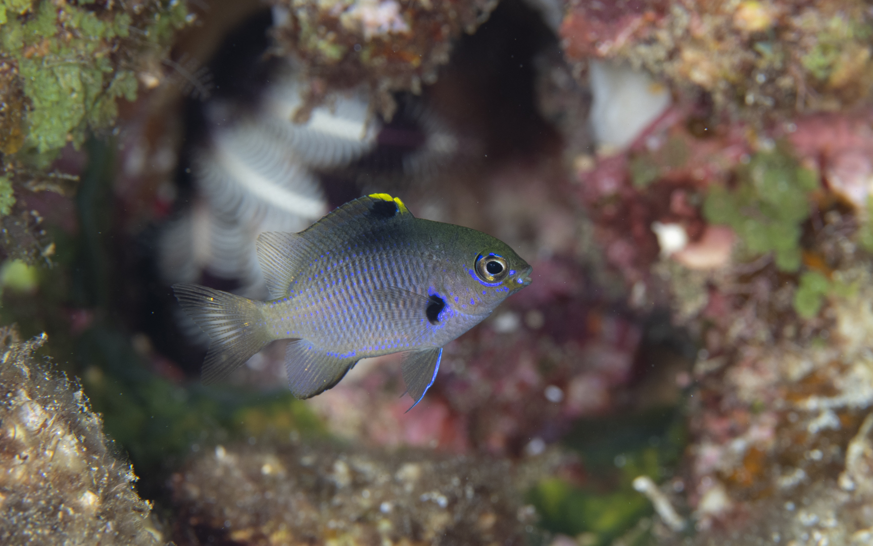 Plectroglyphidodon fasciolatus – フチドリスズメダイ