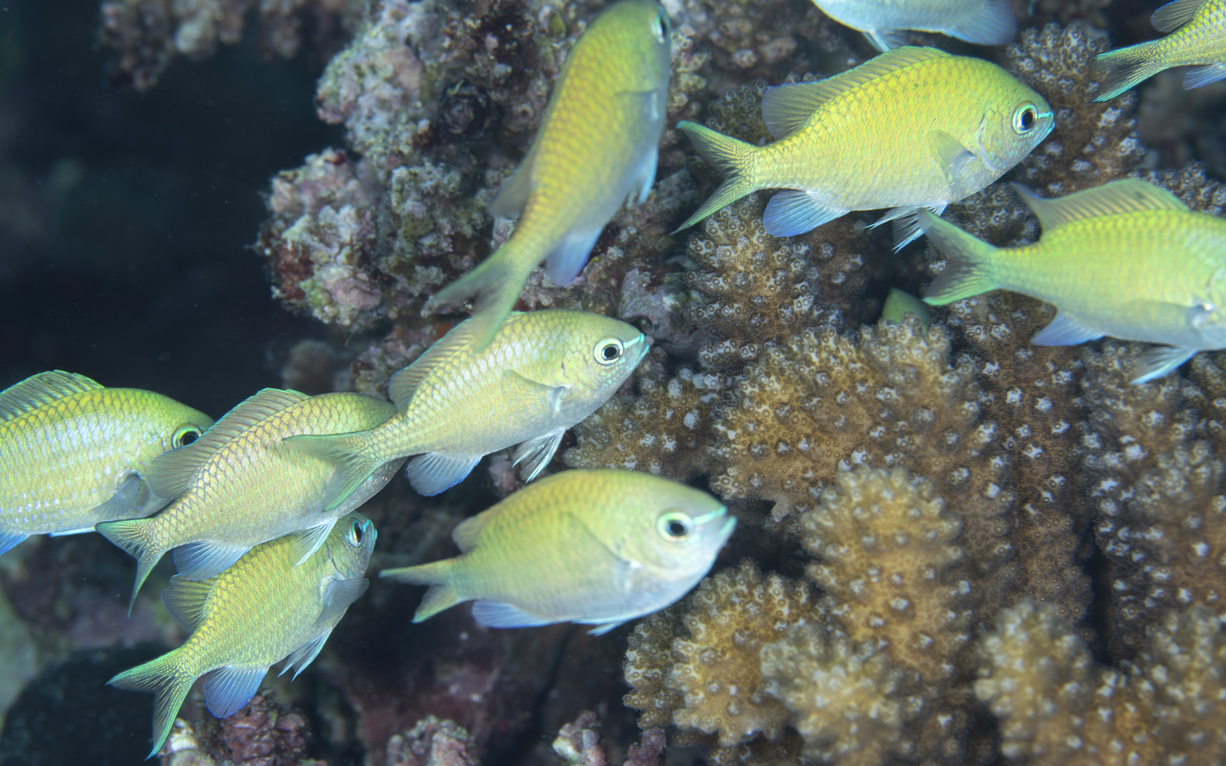 Chromis viridis – デバスズメダイ