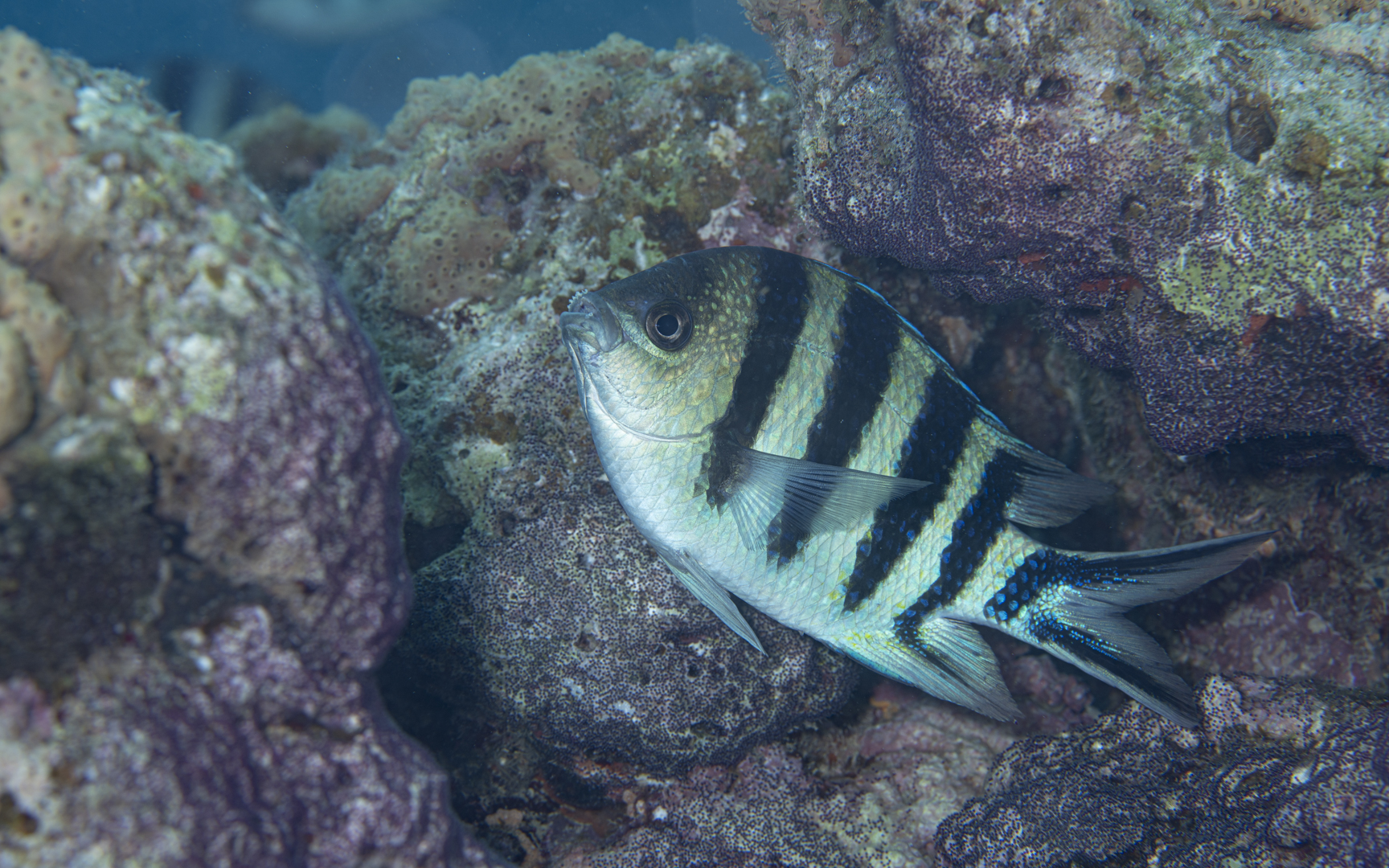 Abudefduf sexfasciatus – ロクセンスズメダイ