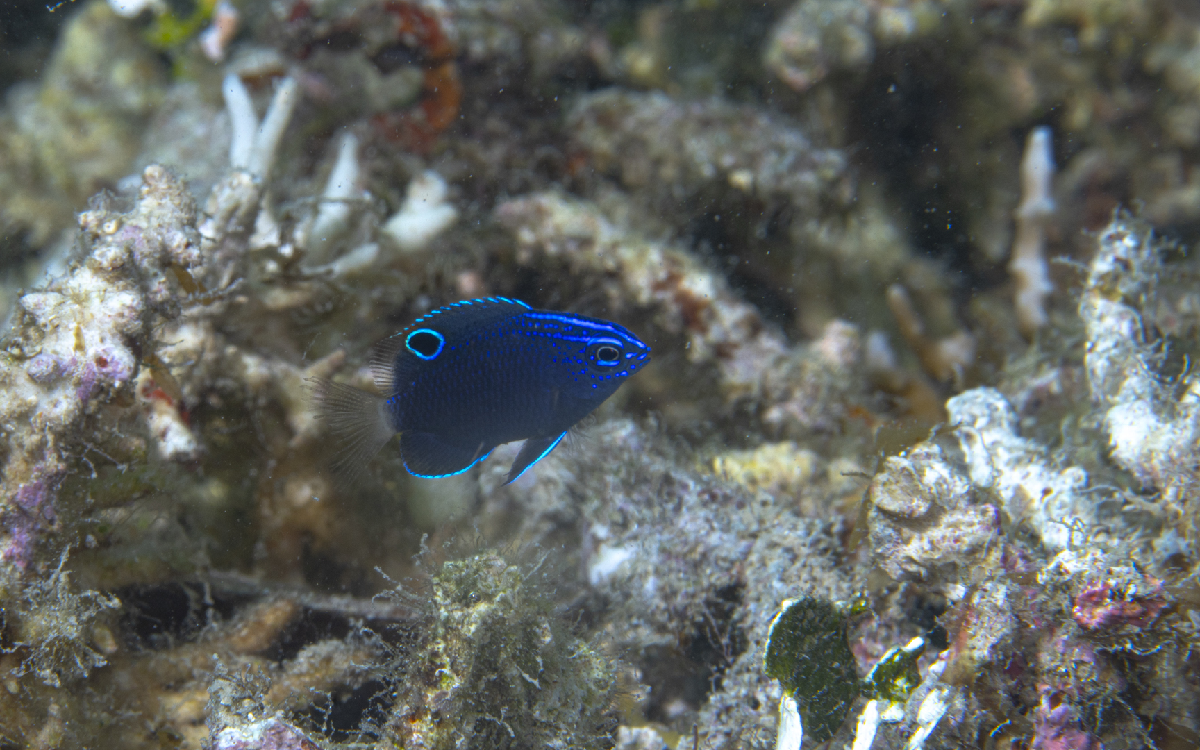 Pomacentrus burroughi – バローズダムゼル