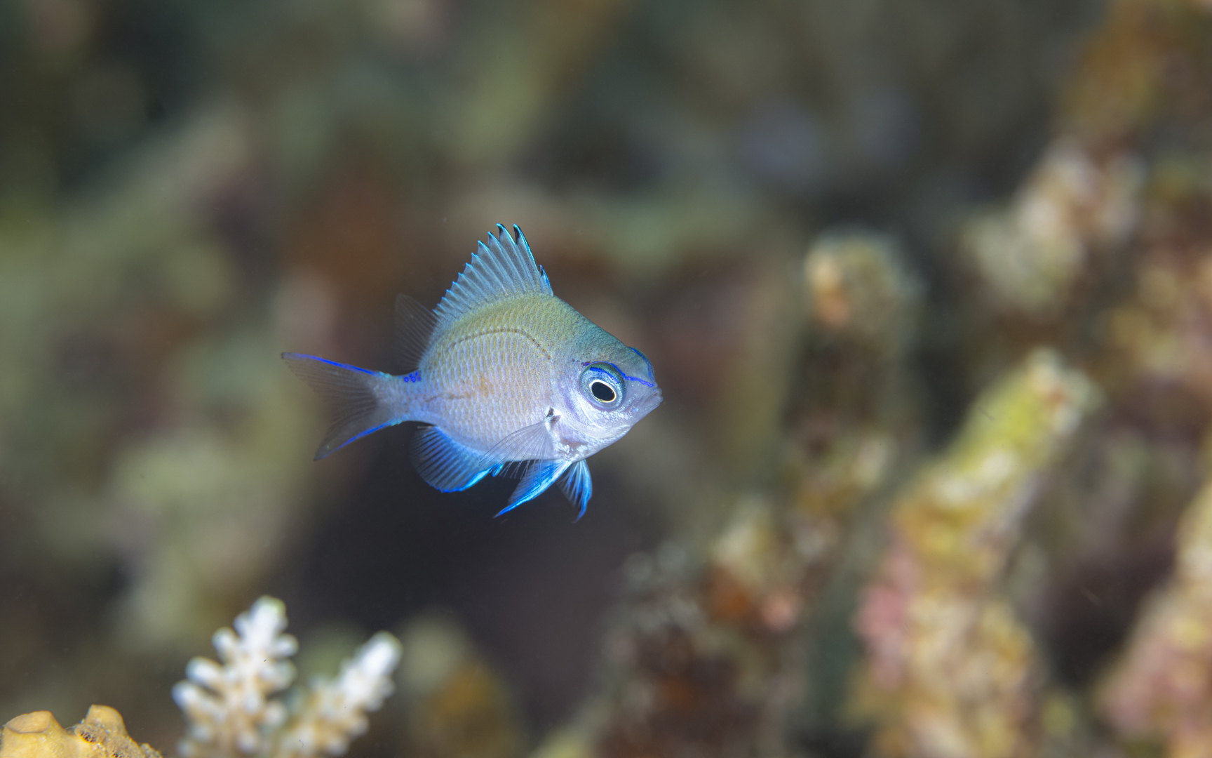 Chromis chrysura – アマミスズメダイ