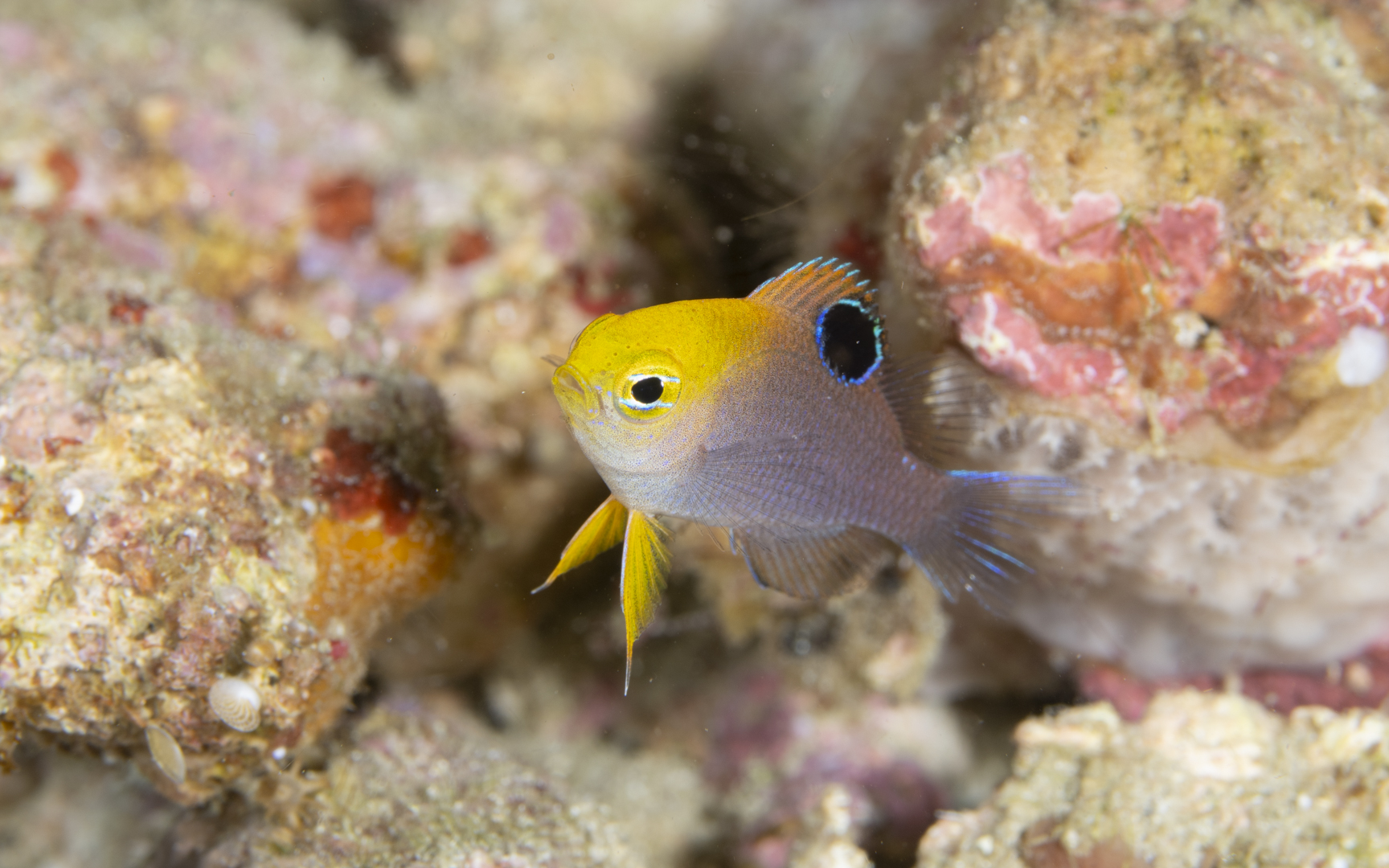 Chrysiptera talboti – タルボッツダムゼル