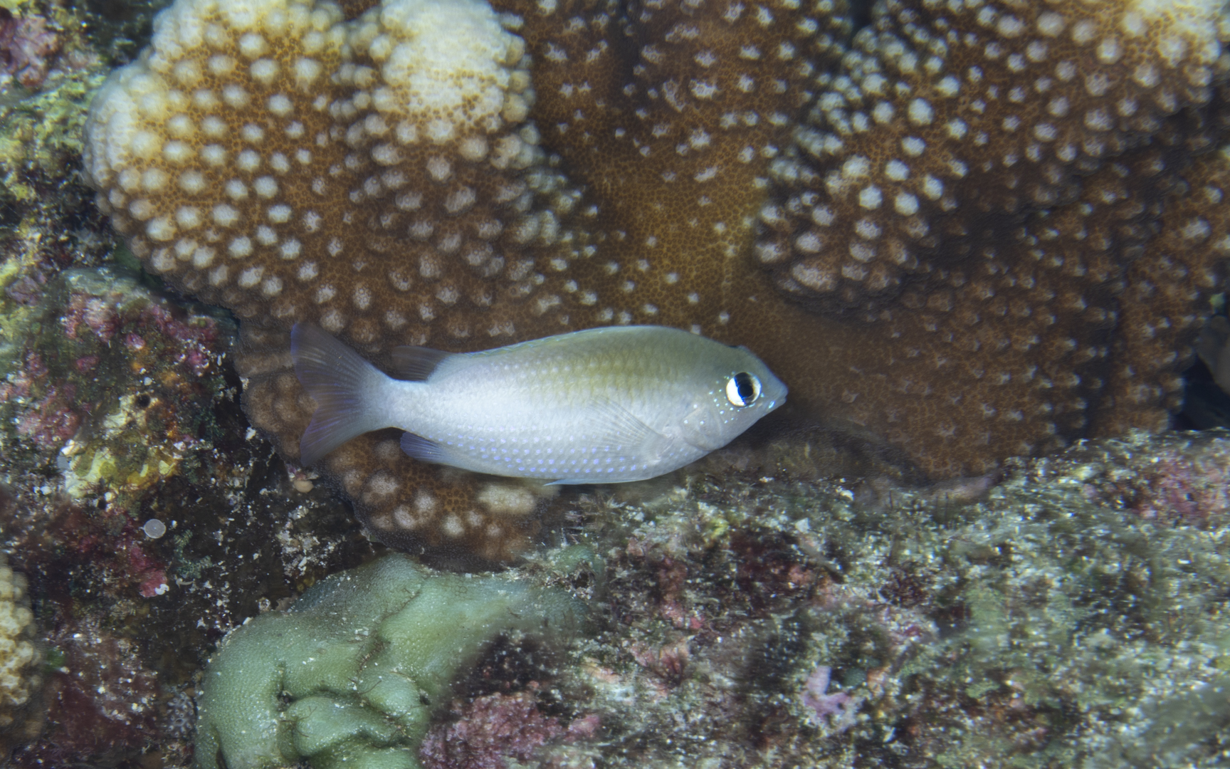 Plectroglyphidodon imparipennis – イワサキスズメダイ