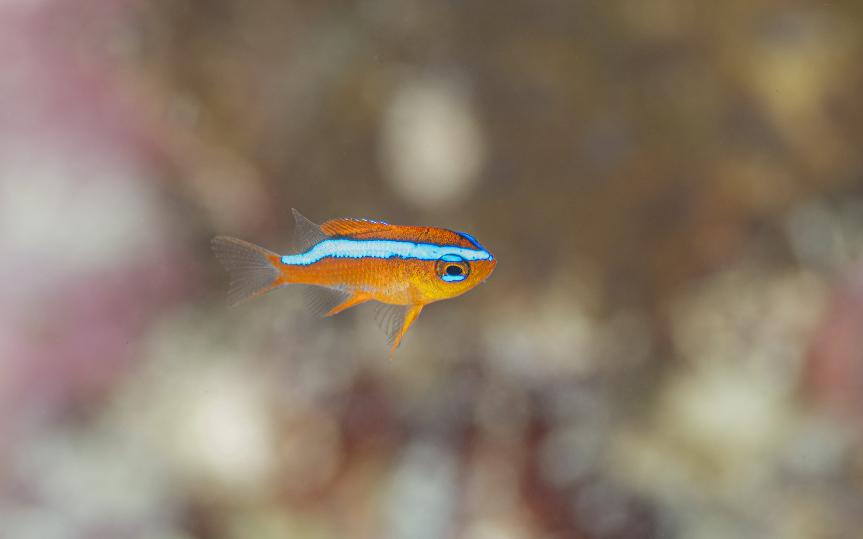 Neoglyphidodon crossi – オレンジダムセルフィッシュ