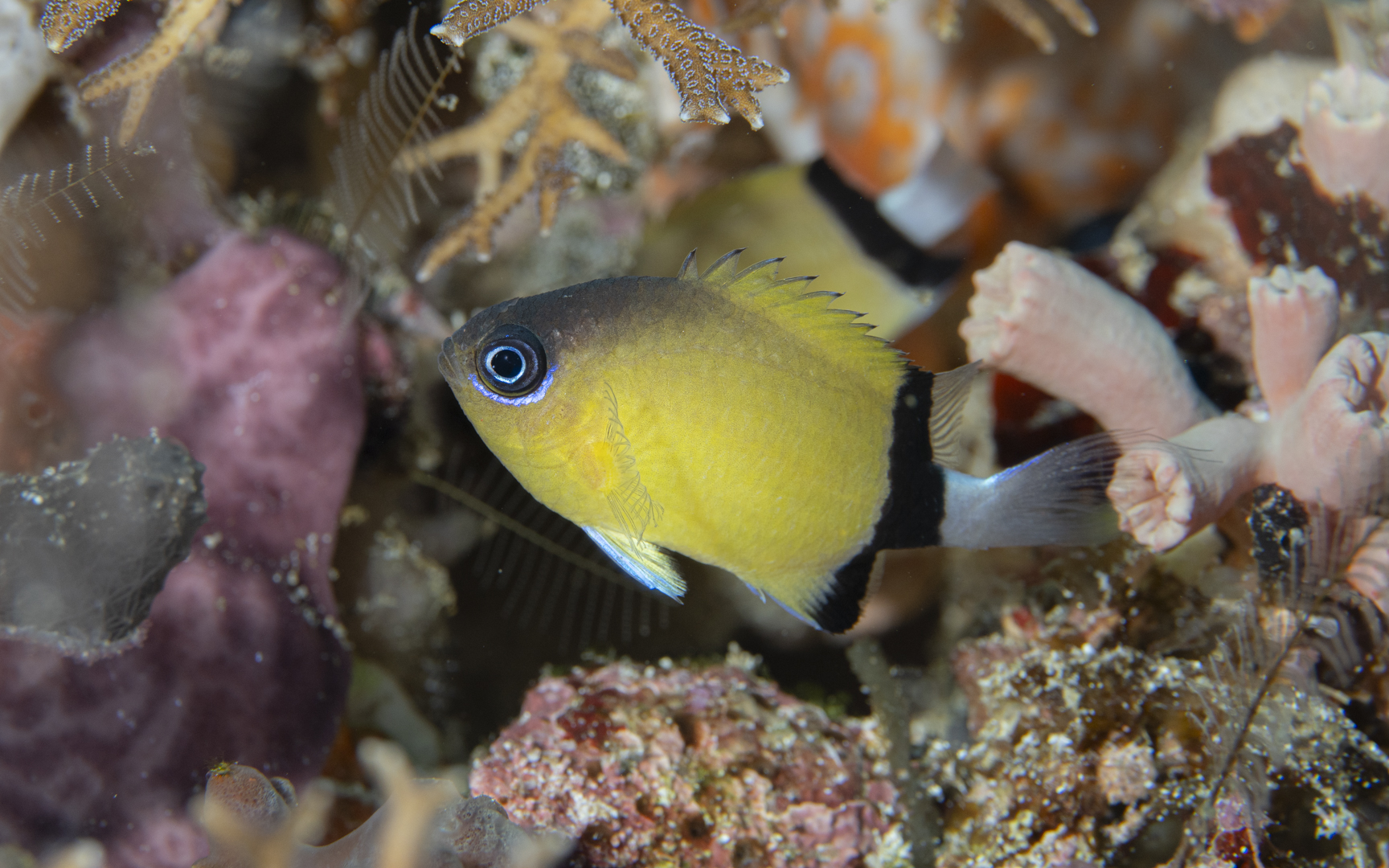 Pycnochromis retrofasciata – クロオビスズメダイ