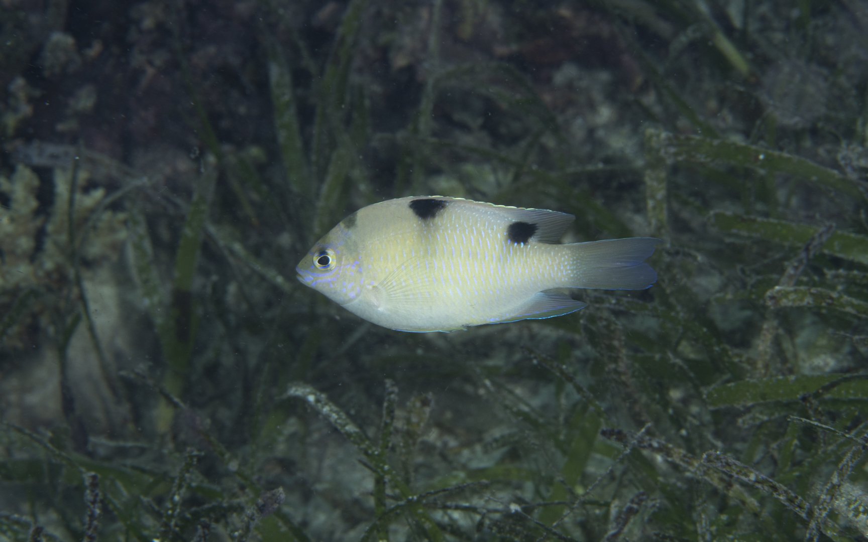 Dischistodus perspicillatus – ホワイトダムゼル