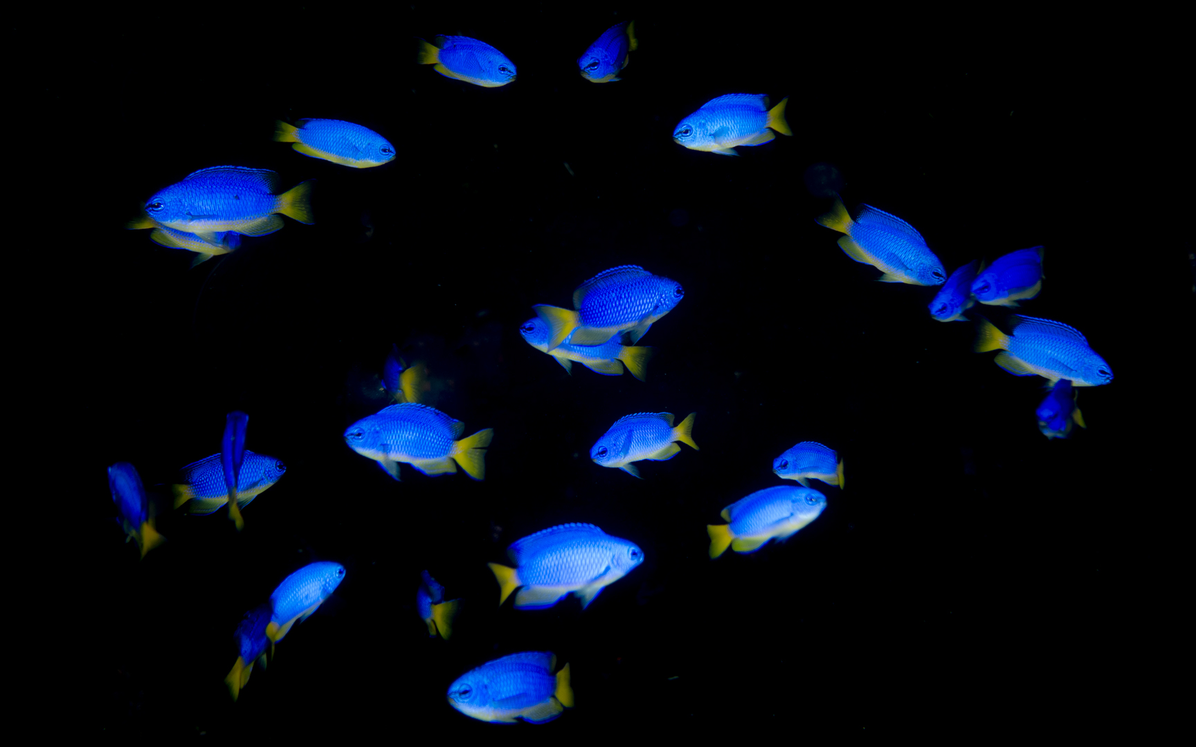 Pomacentrus coelestis – ソラスズメダイ