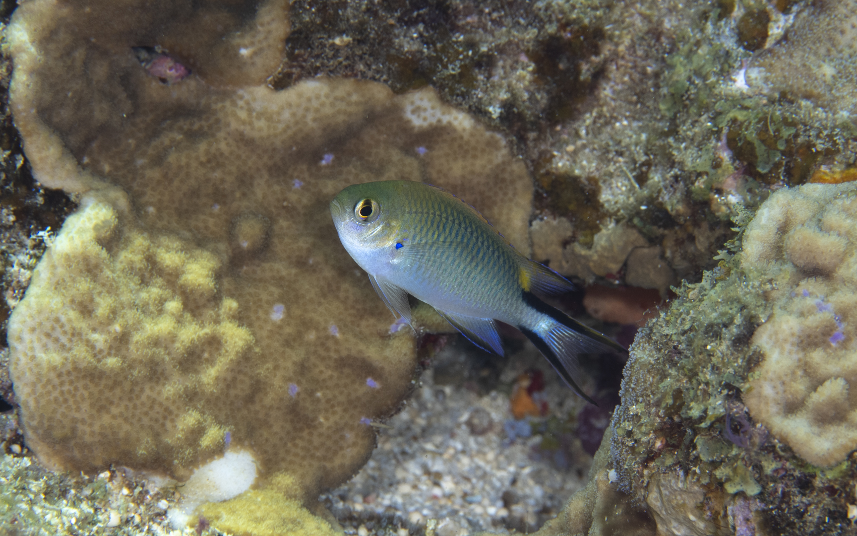 Pomachromis richardsoni – オキナワスズメダイ