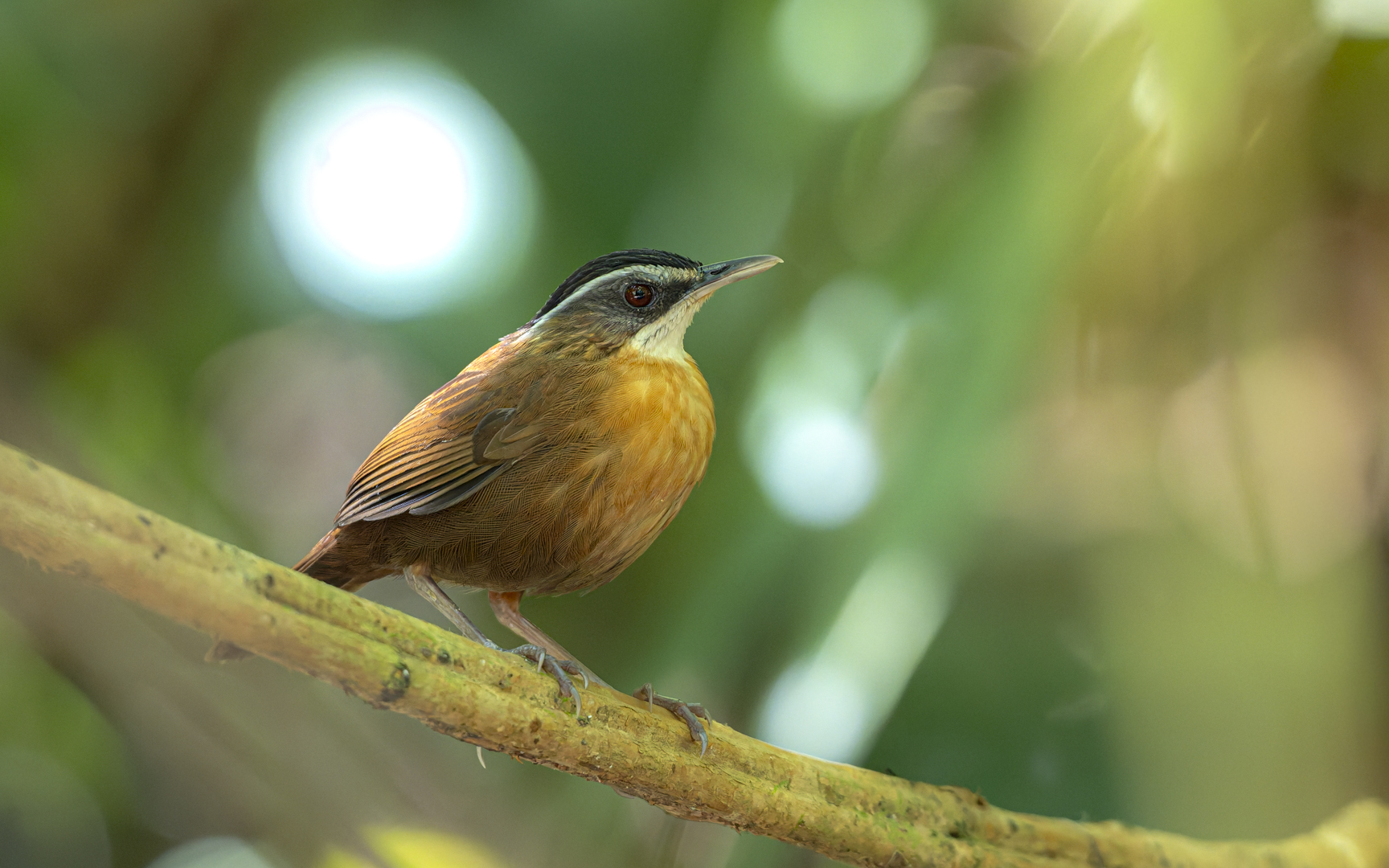 Pellorneum capistratoides Pellorneum capistratoides