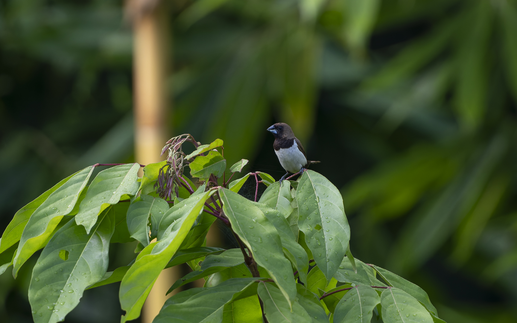 Lonchura leucogastroides – コシグロキンパラ Lonchura leucogastroides – コシグロキンパラ