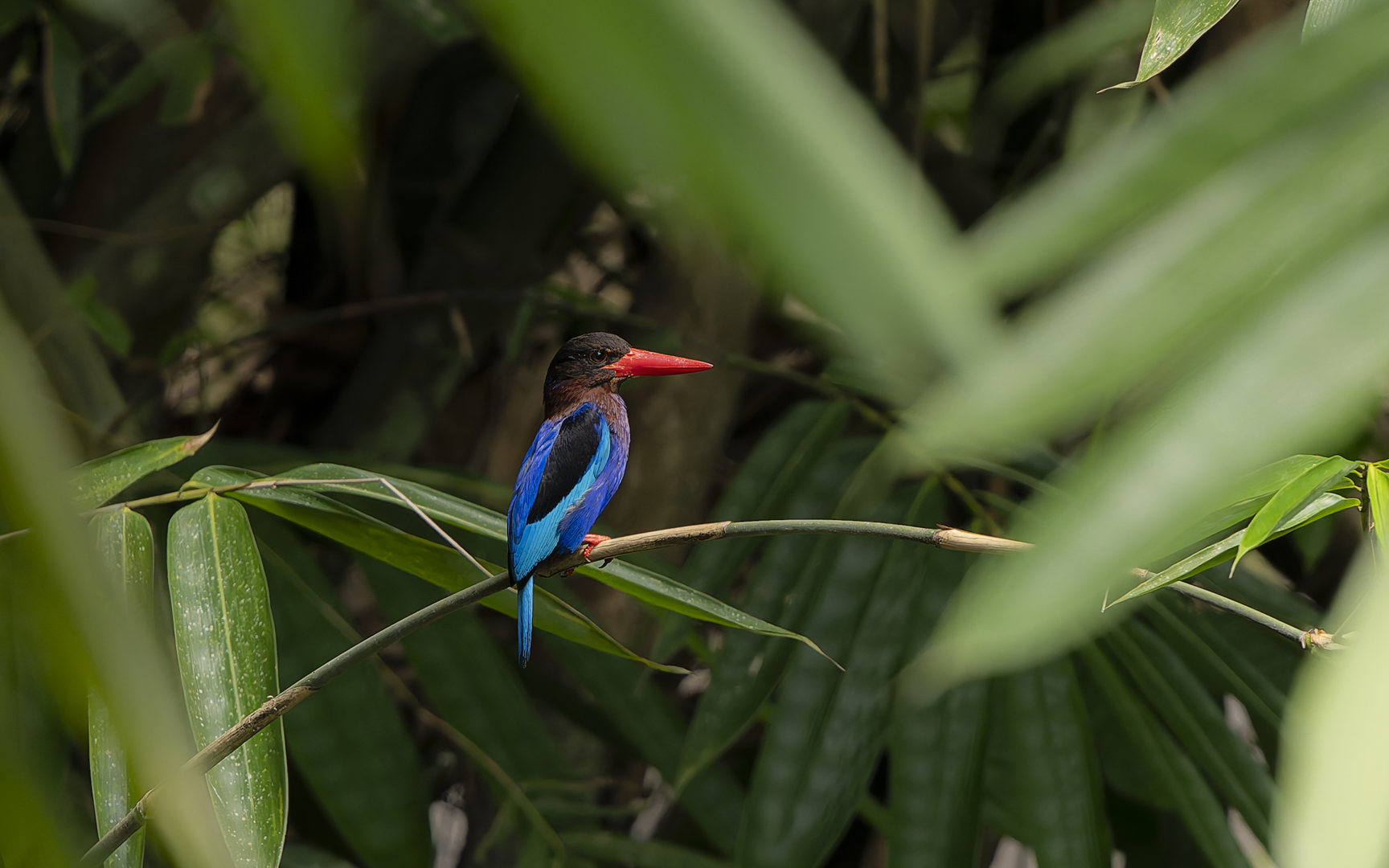 Halcyon cyanoventris – ジャワショウビン Halcyon cyanoventris – ジャワショウビン