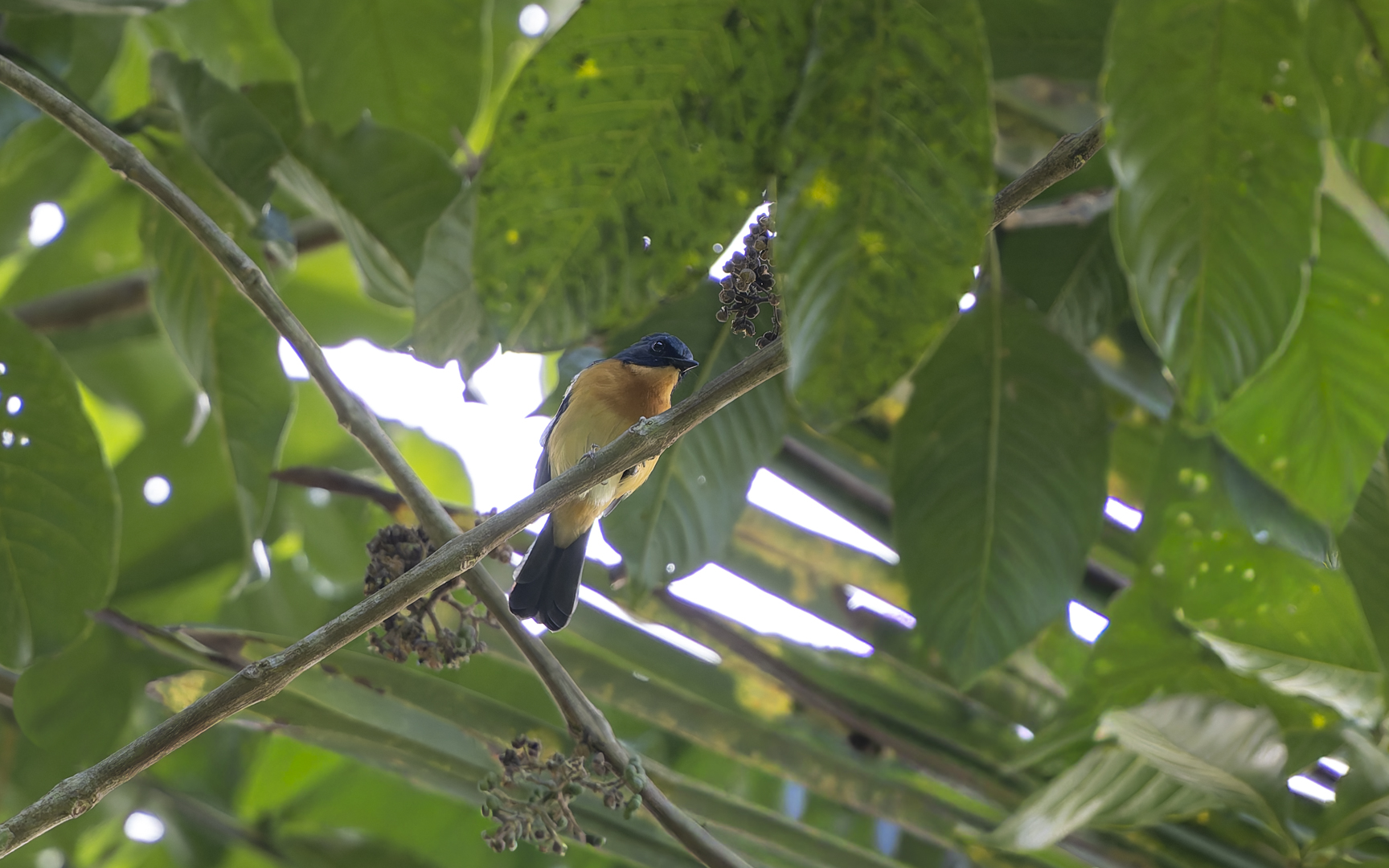 Cyornis banyumas – ジャワヒメアオヒタキ Cyornis banyumas – ジャワヒメアオヒタキ