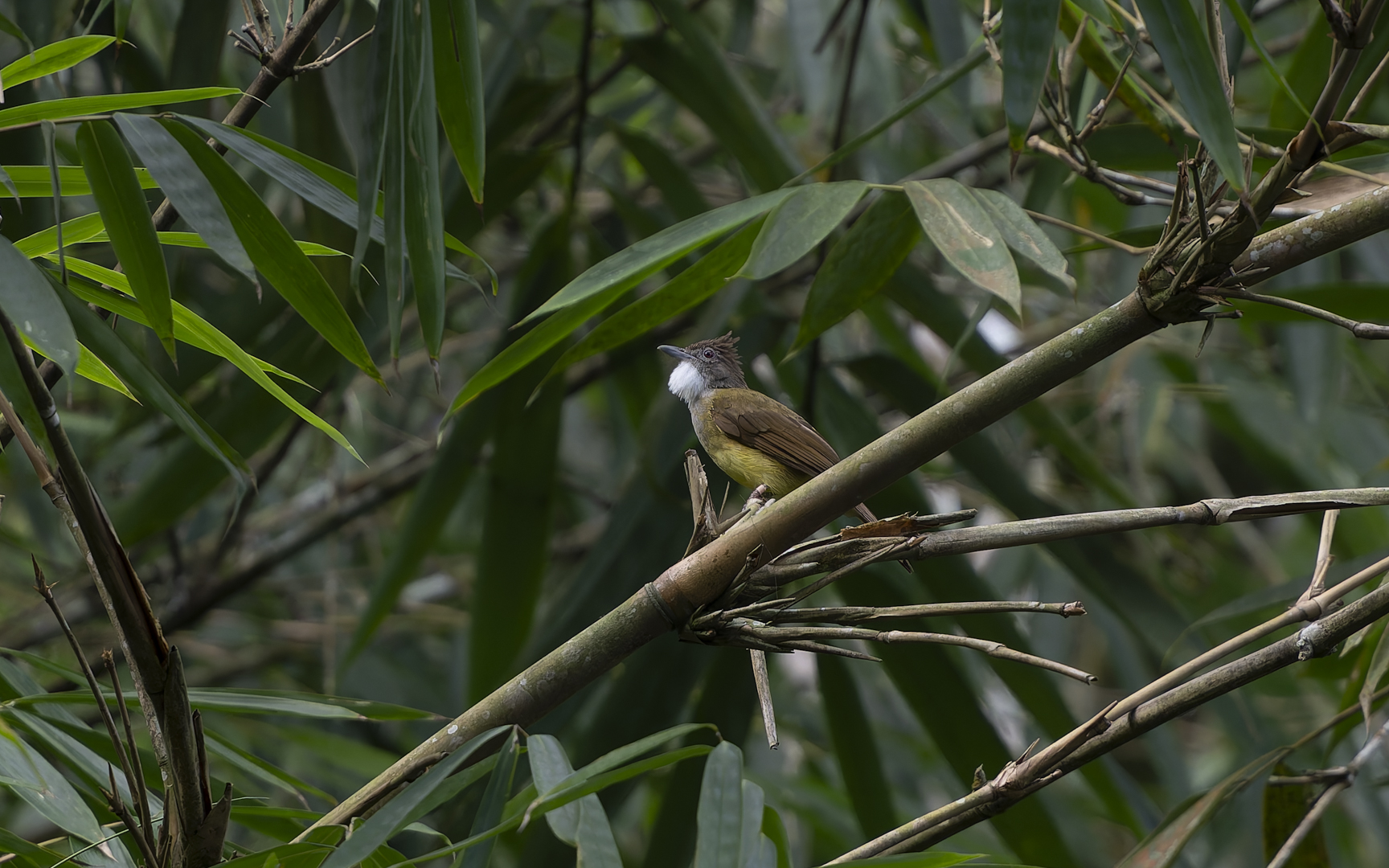 Alophoixus bres Alophoixus bres