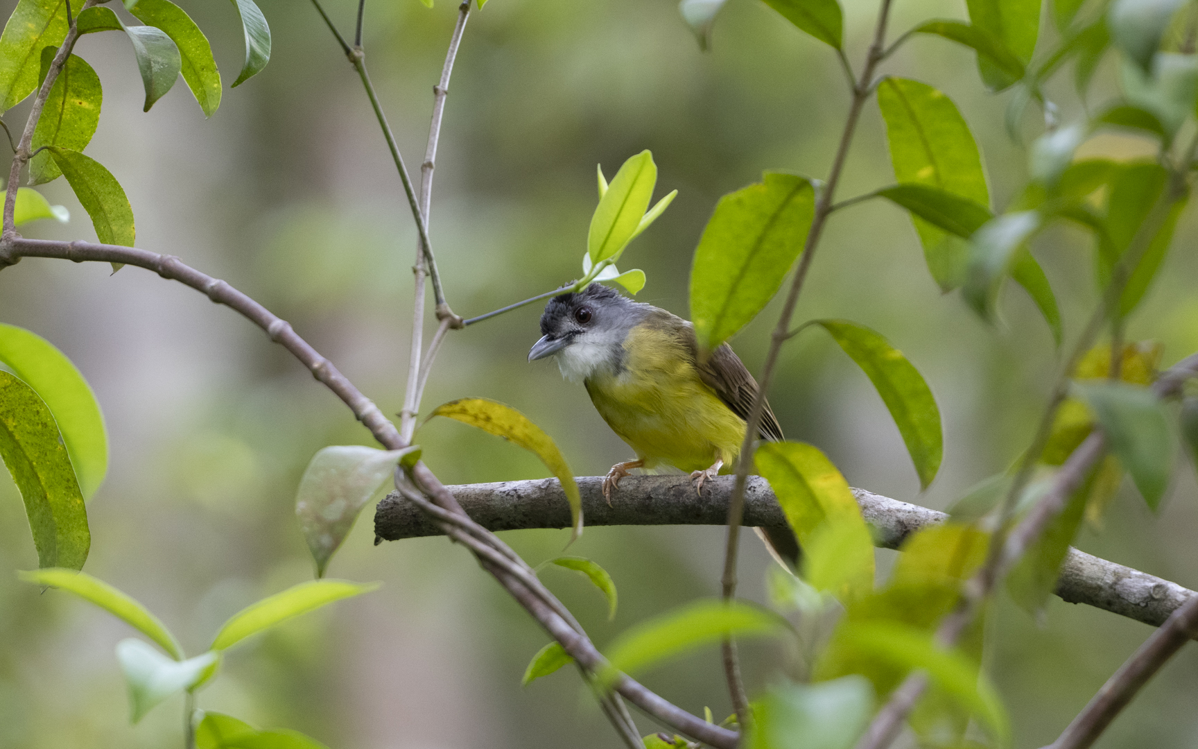 Alophoixus phaeocephalus – ハイガシラアゴカンムリヒヨドリ Alophoixus phaeocephalus – ハイガシラアゴカンムリヒヨドリ