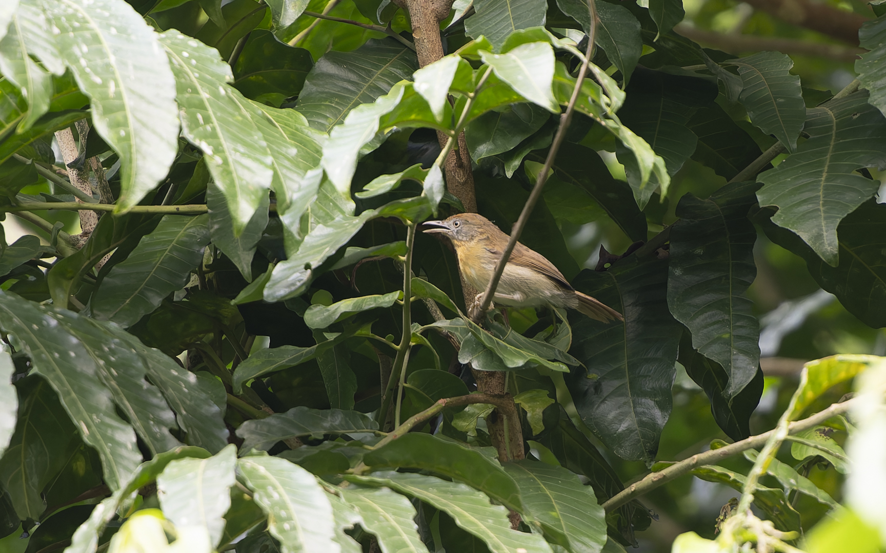 Mixornis flavicollis – ハイガオムシクイチメドリ Mixornis flavicollis – ハイガオムシクイチメドリ