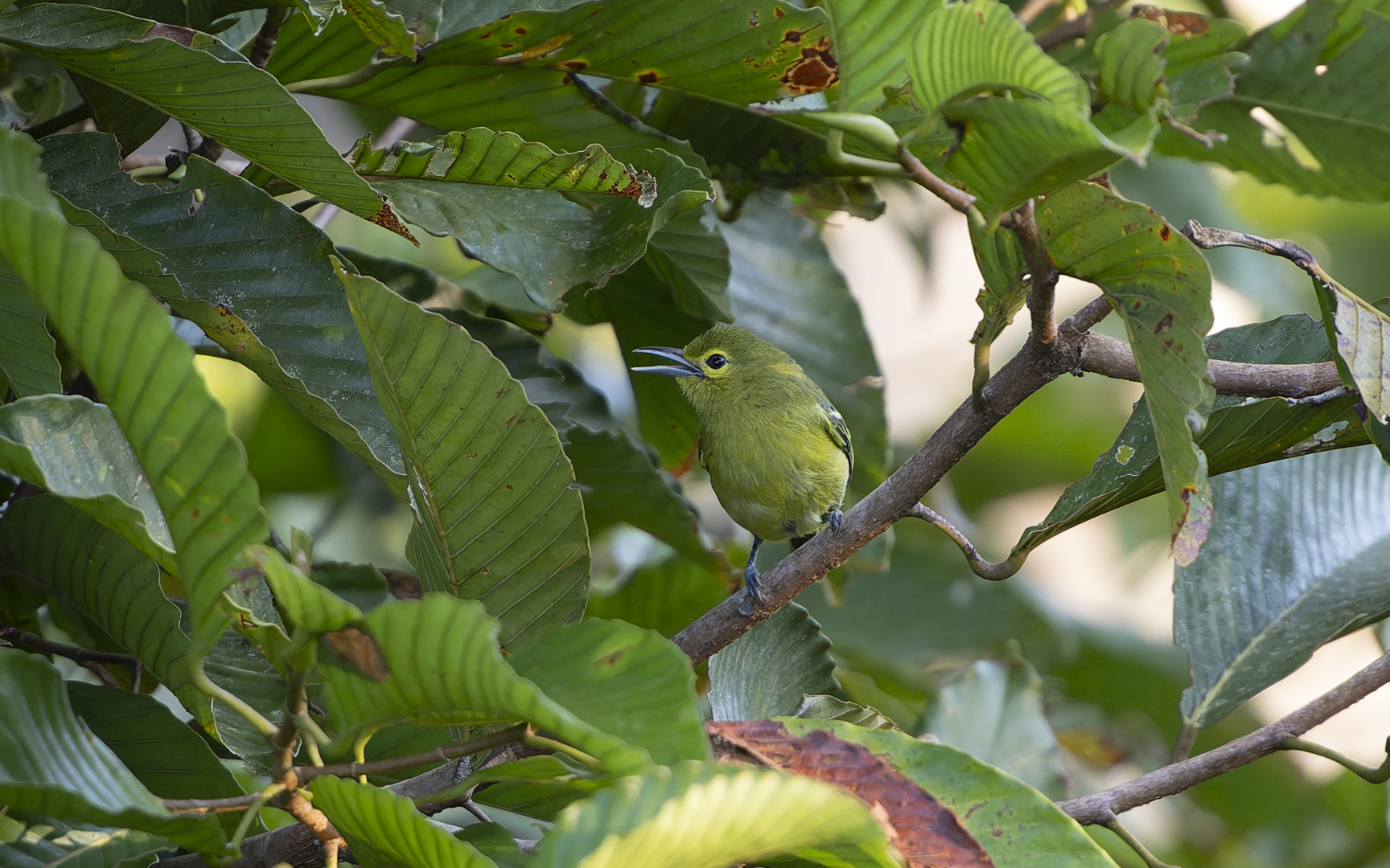 Aegithina viridissima – ミドリヒメコノハドリ Aegithina viridissima – ミドリヒメコノハドリ