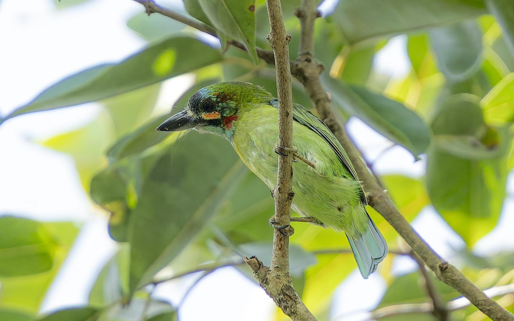 Psilopogon cyanotis – アオミミゴシキドリ
