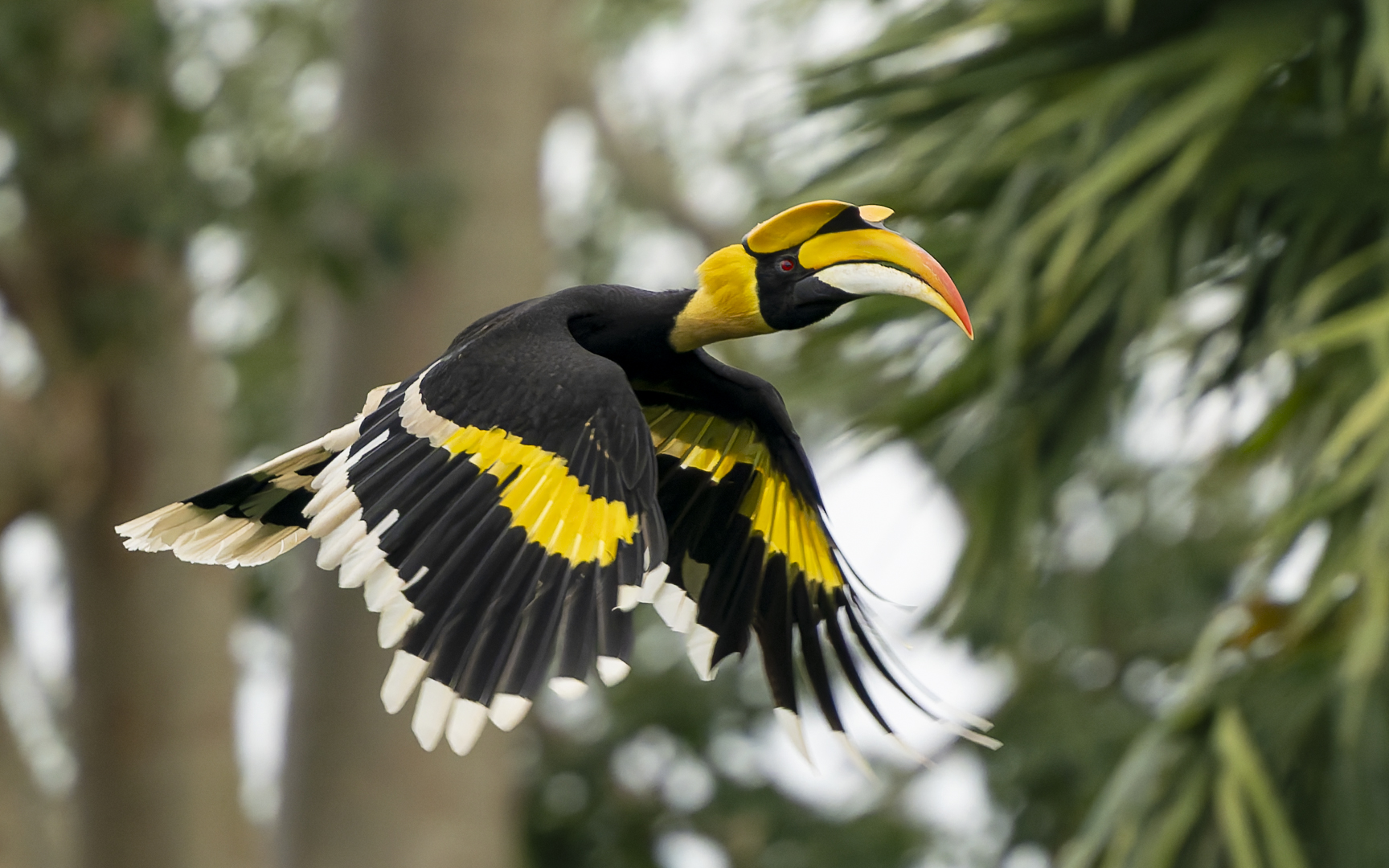 Buceros bicornis – オオサイチョウ