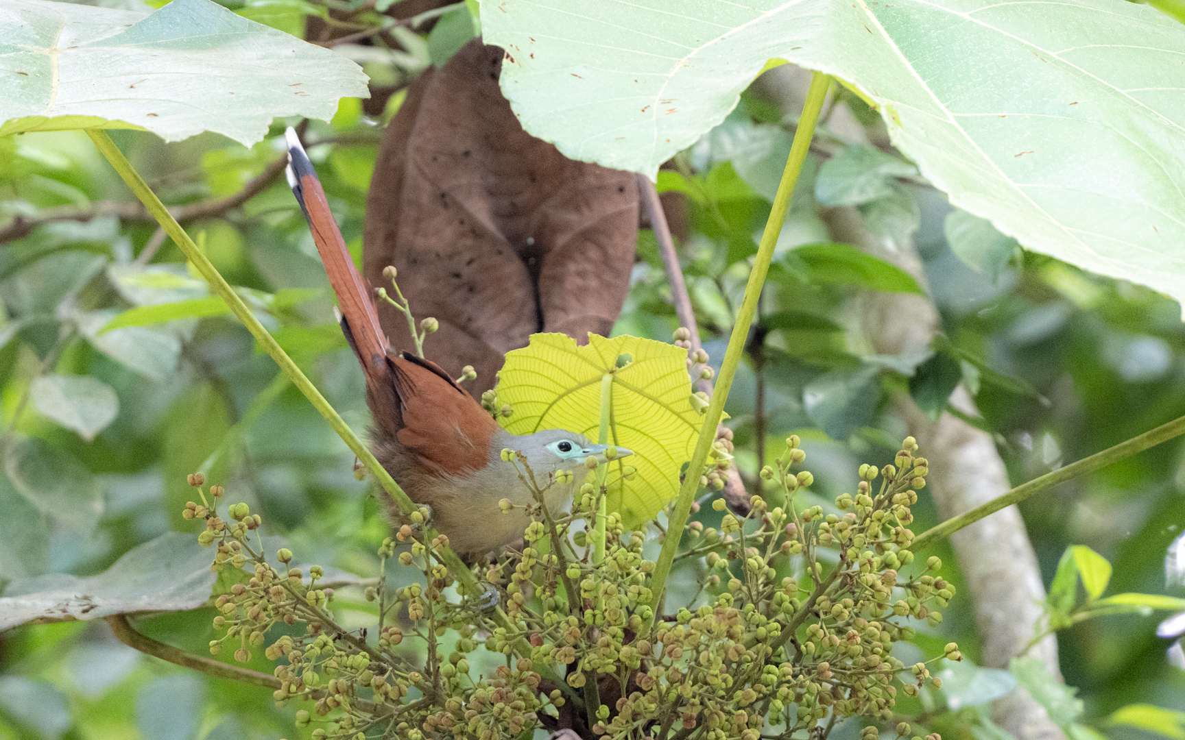 Rhinortha chlorophaea – クリイロバンケンモドキ Rhinortha chlorophaea – クリイロバンケンモドキ
