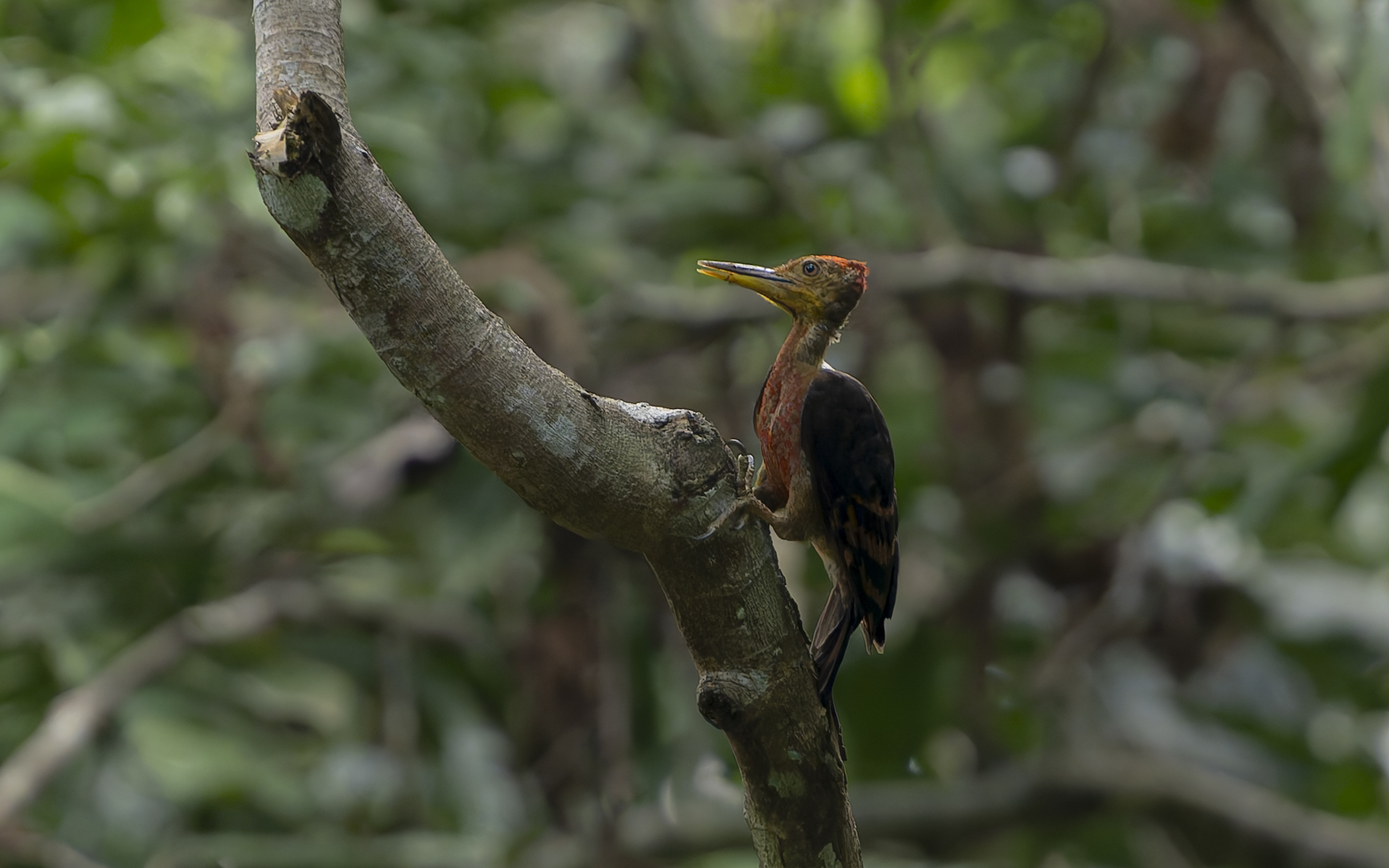 Chrysocolaptes validus – アカハラコガネゲラ Chrysocolaptes validus – アカハラコガネゲラ