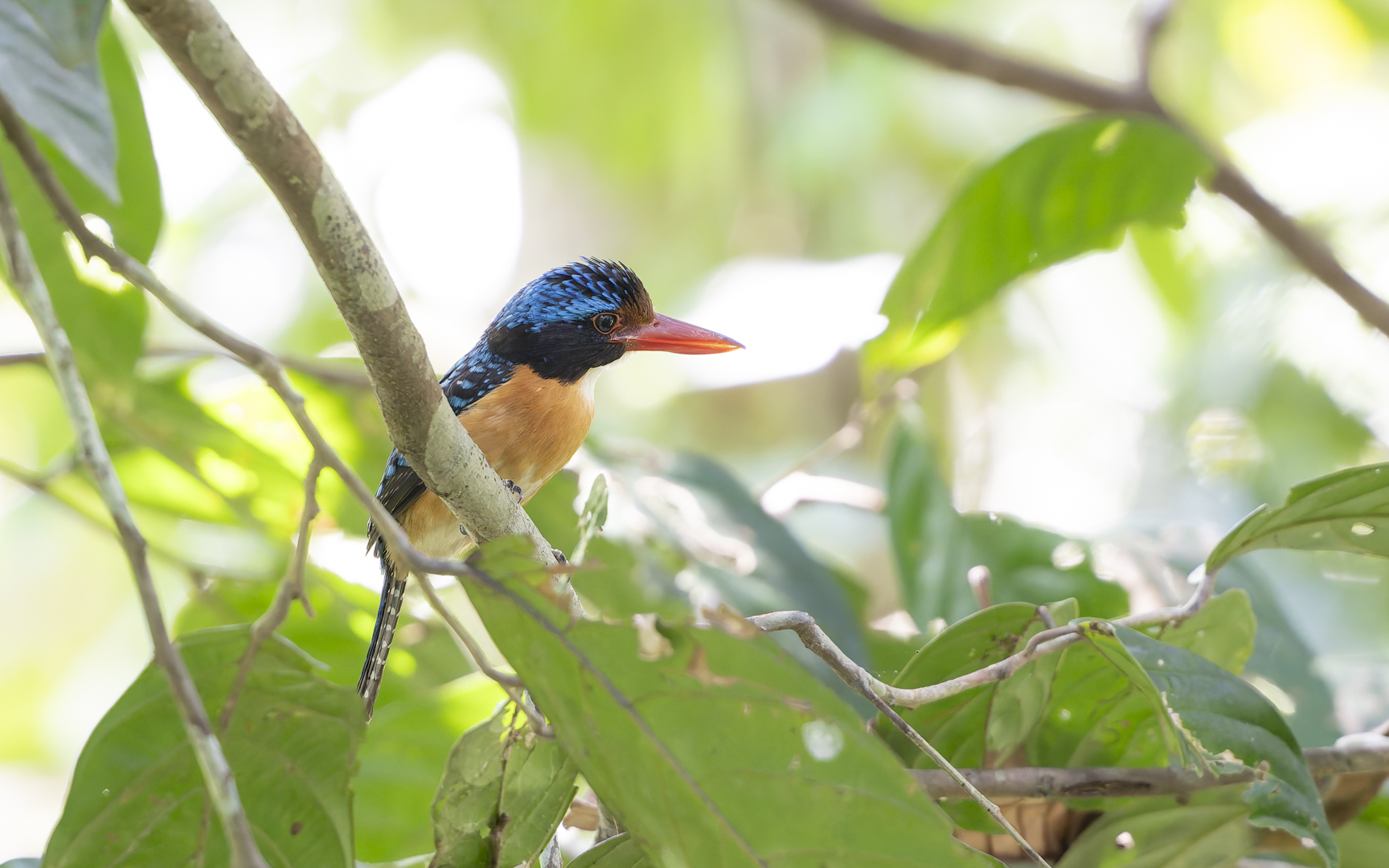 Lacedo pulchella – カザリショウビン Lacedo pulchella – カザリショウビン