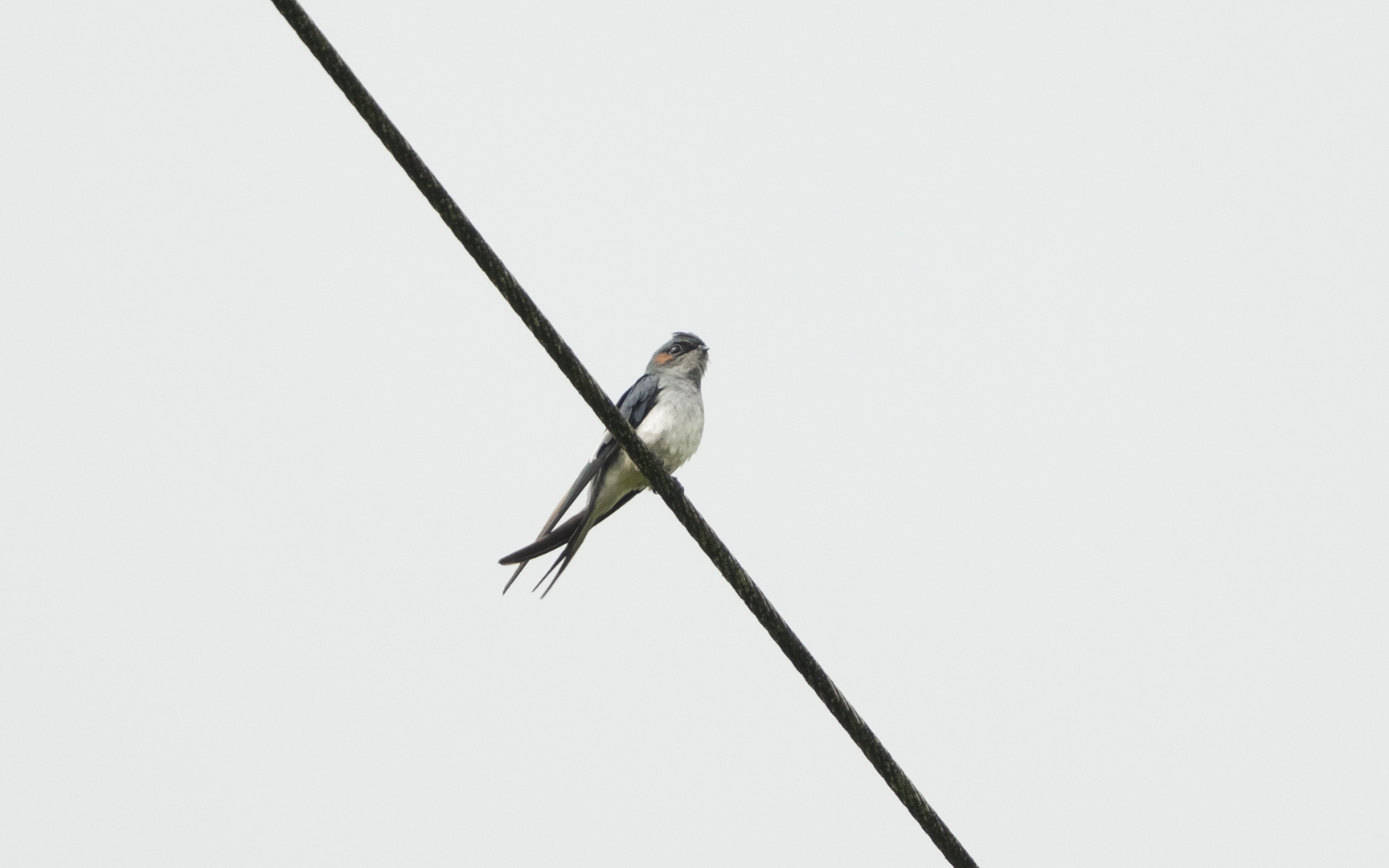 Hemiprocne longipennis – カンムリアマツバメ Hemiprocne longipennis – カンムリアマツバメ