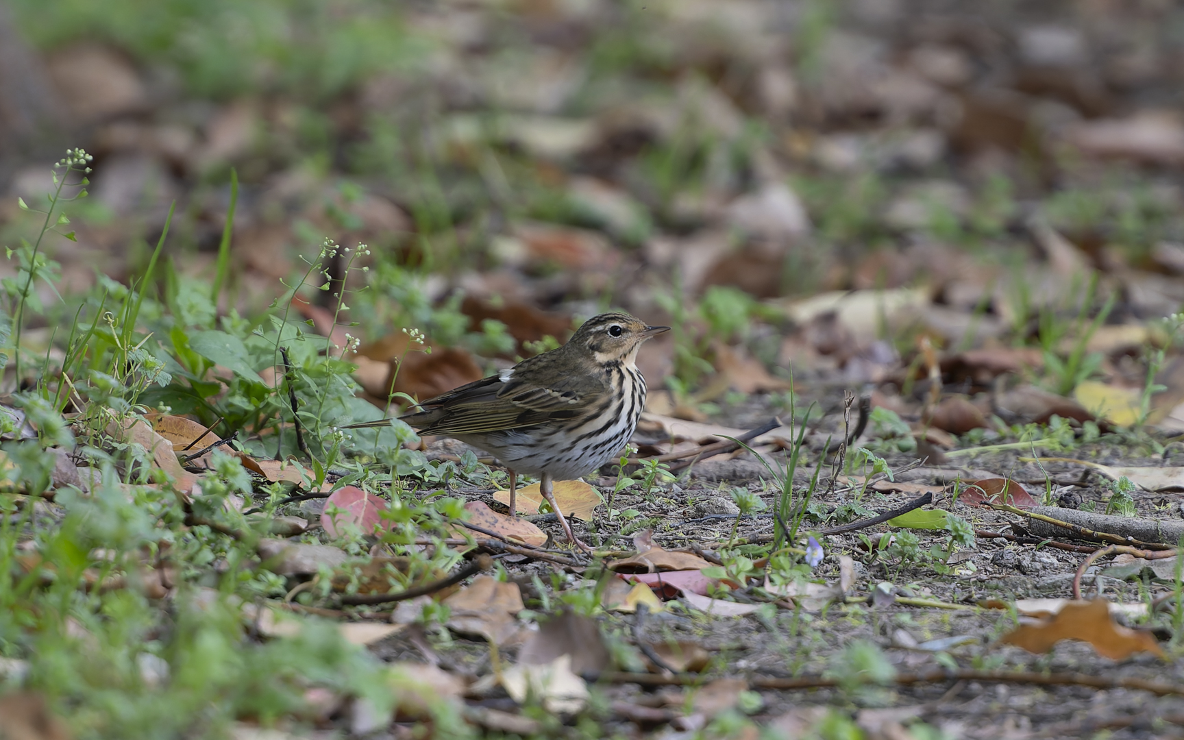 Anthus hodgsoni – ビンズイ Anthus hodgsoni – ビンズイ