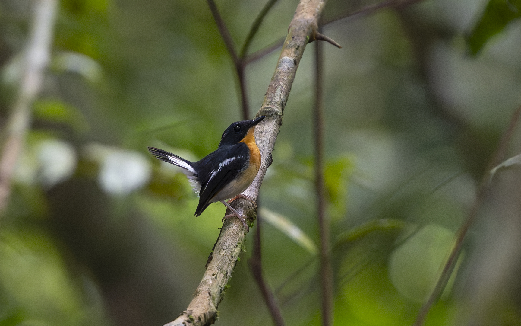 Ficedula dumetoria – ハジロビタキ Ficedula dumetoria – ハジロビタキ