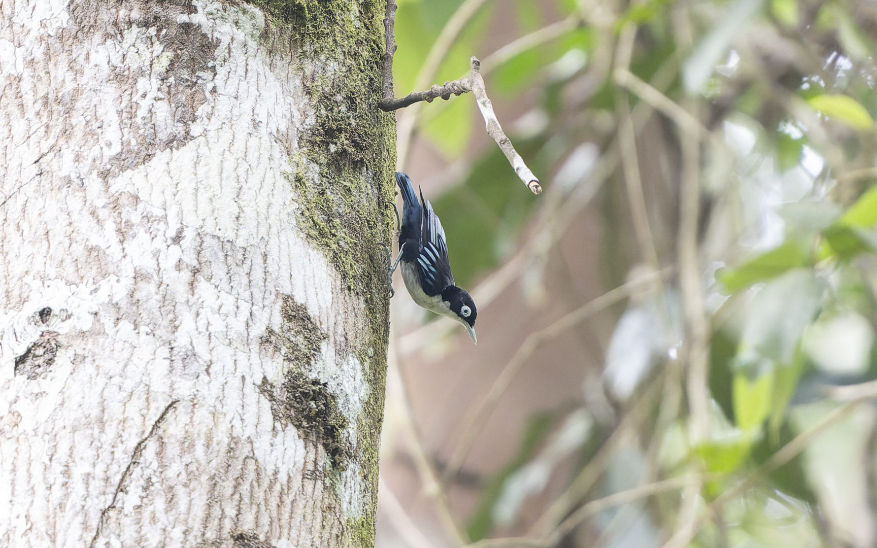 Sitta azurea – ズグロゴジュウカラ Sitta azurea – ズグロゴジュウカラ