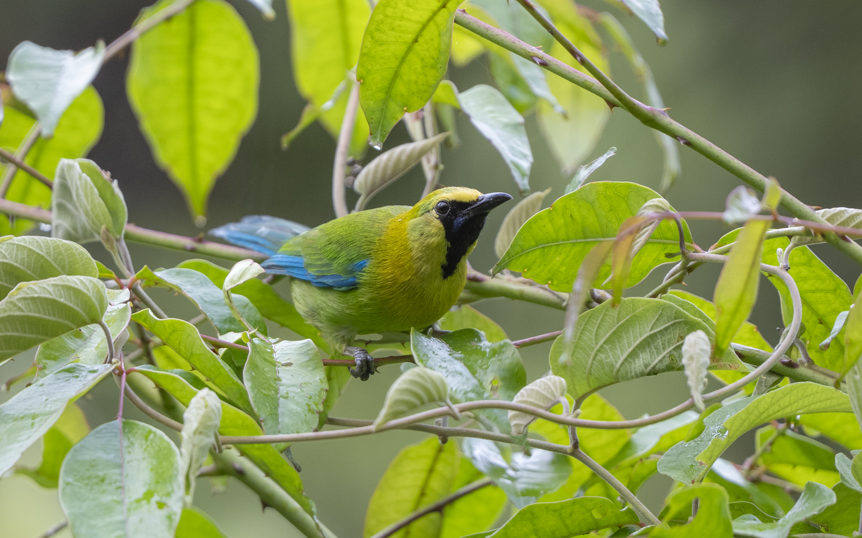 Chloropsis moluccensis – アオバネコノハドリ Chloropsis moluccensis – アオバネコノハドリ