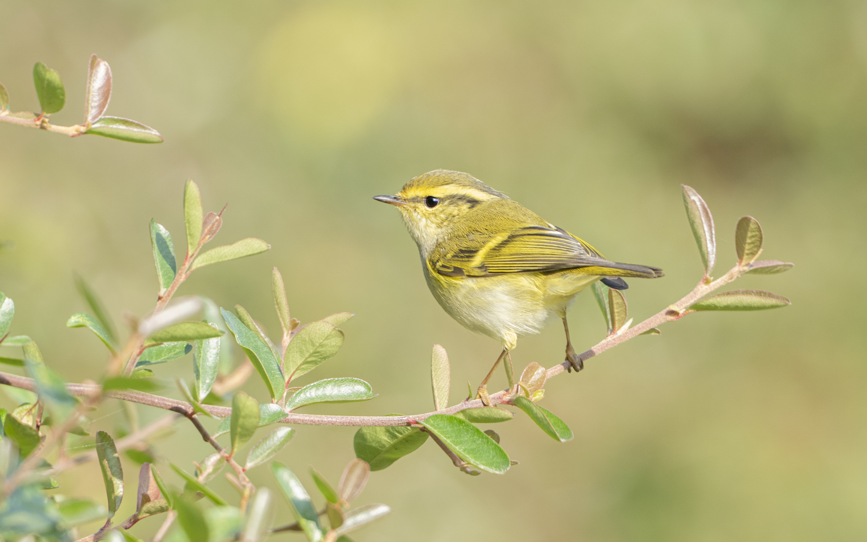 Phylloscopus proregulus – カラフトムシクイ Phylloscopus proregulus – カラフトムシクイ