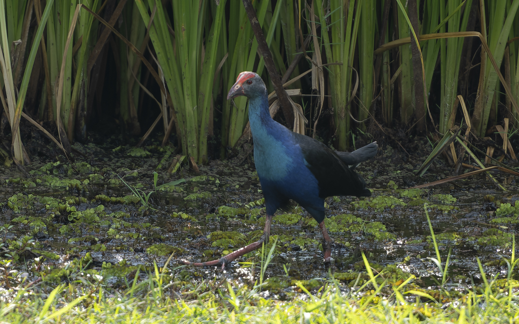 Porphyrio poliocephalus – ハイガシラセイケイ