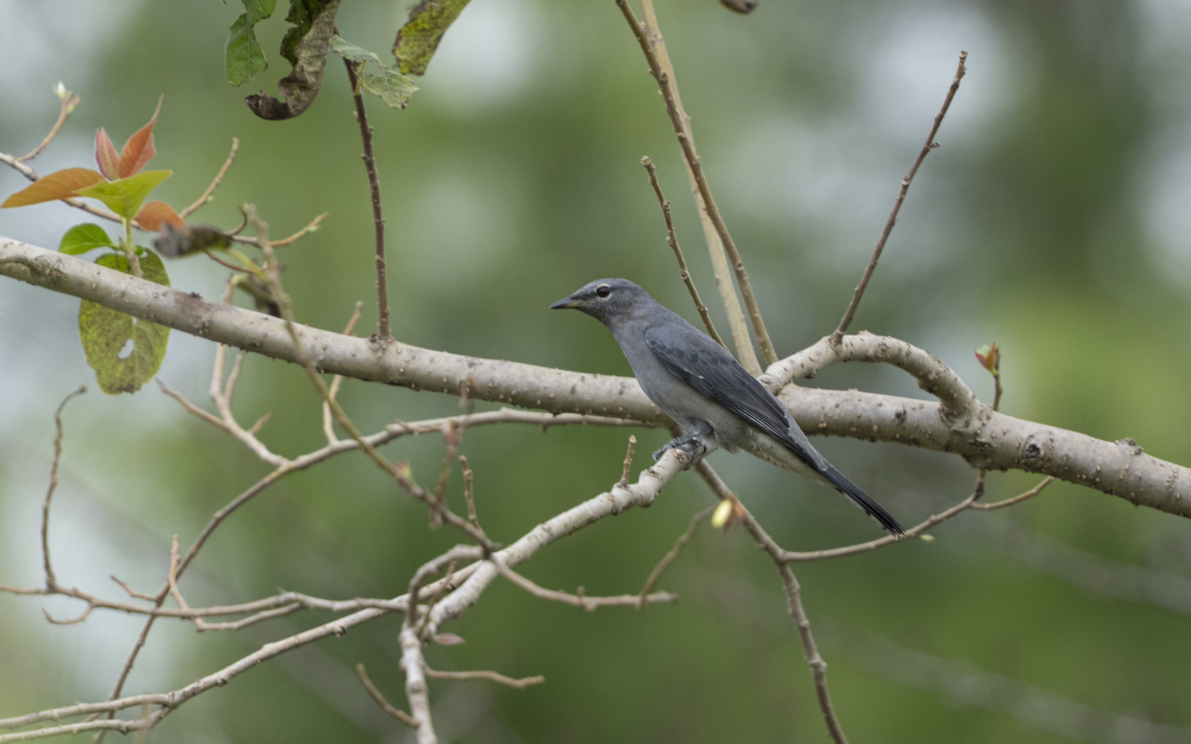 Lalage melaschistos – アサクラサンショウクイ Lalage melaschistos – アサクラサンショウクイ