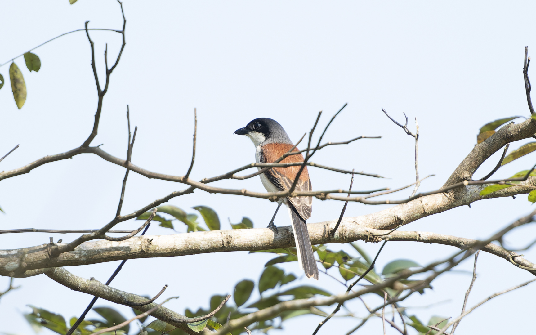 Lanius collurioides – ハイガシラモズ