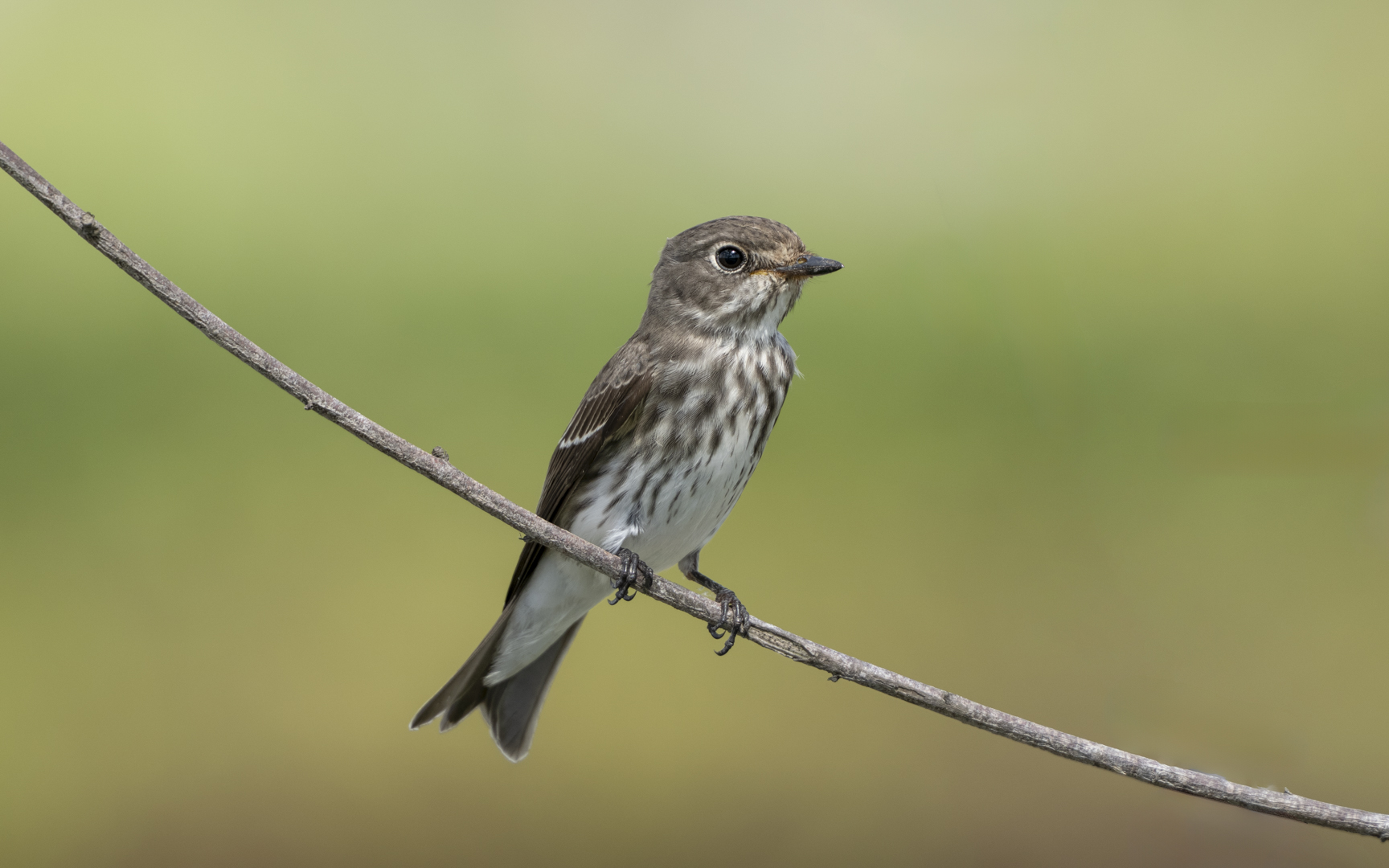 Muscicapa griseisticta – エゾヒタキ Muscicapa griseisticta – エゾヒタキ