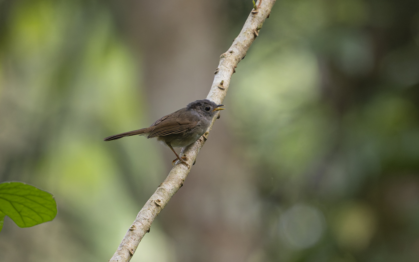 Alcippe peracensis – マユグロチメドリ Alcippe peracensis – マユグロチメドリ