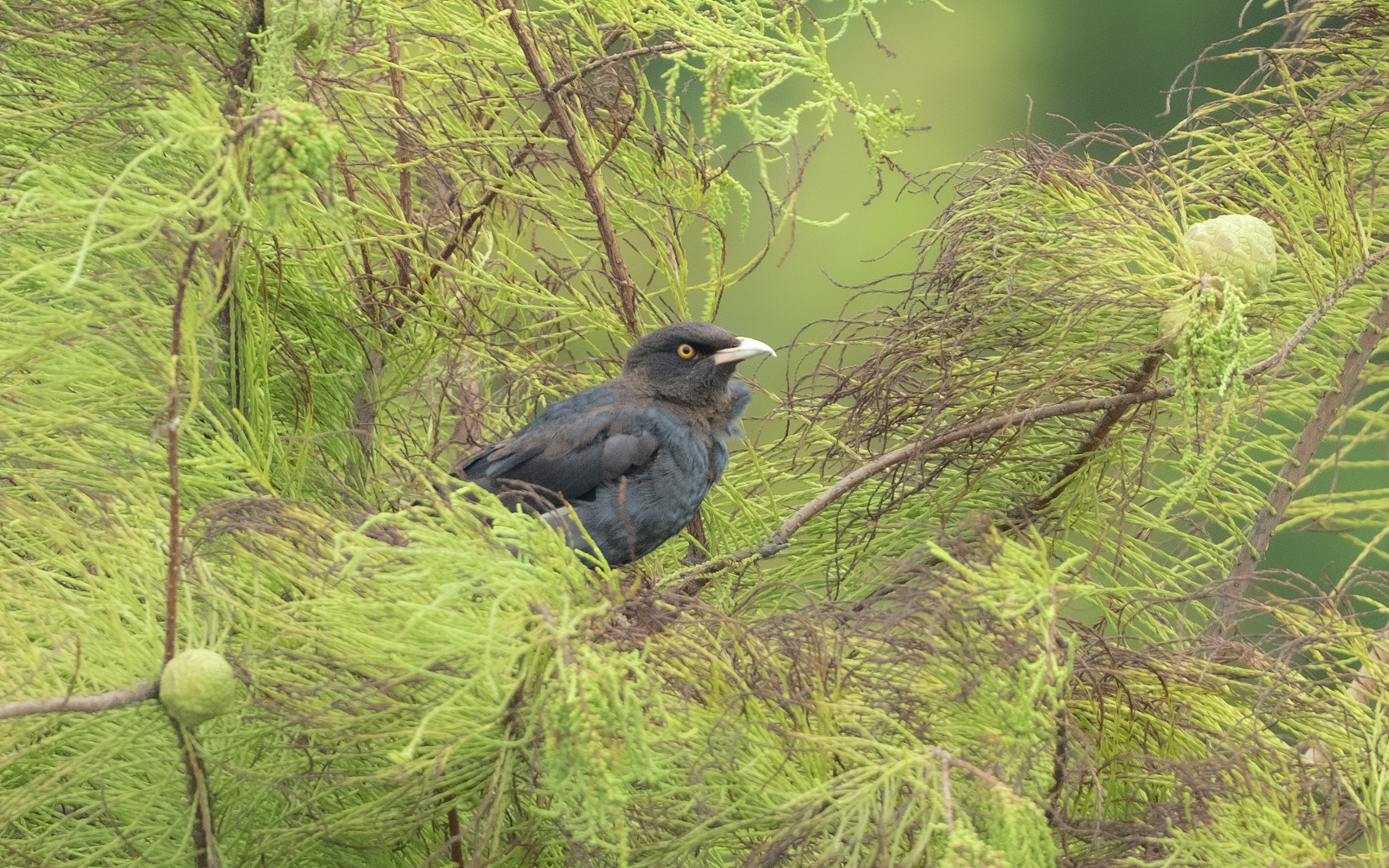 Acridotheres cristatellus – ハッカチョウ Acridotheres cristatellus – ハッカチョウ
