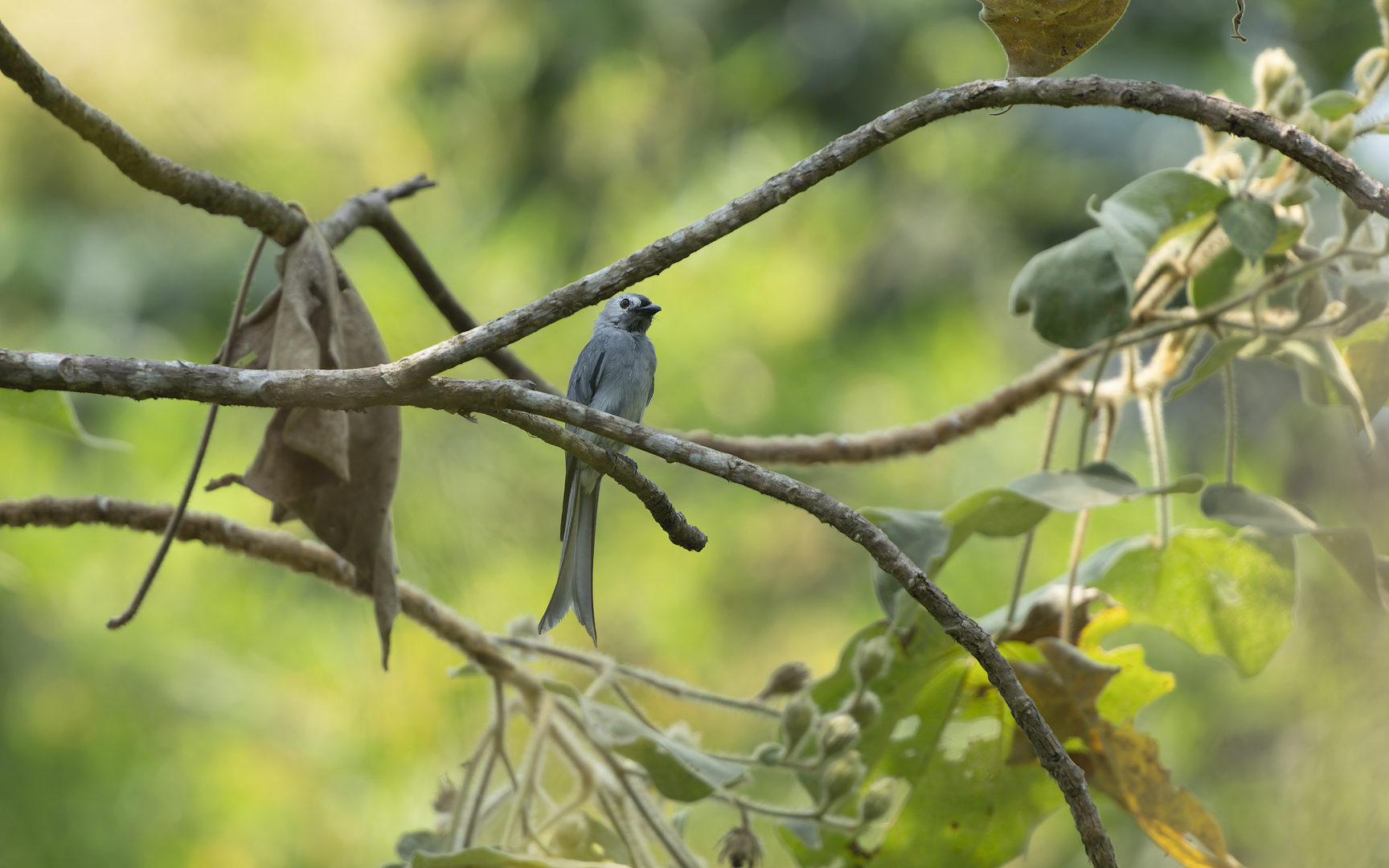 Dicrurus leucophaeus – ハイイロオウチュウ