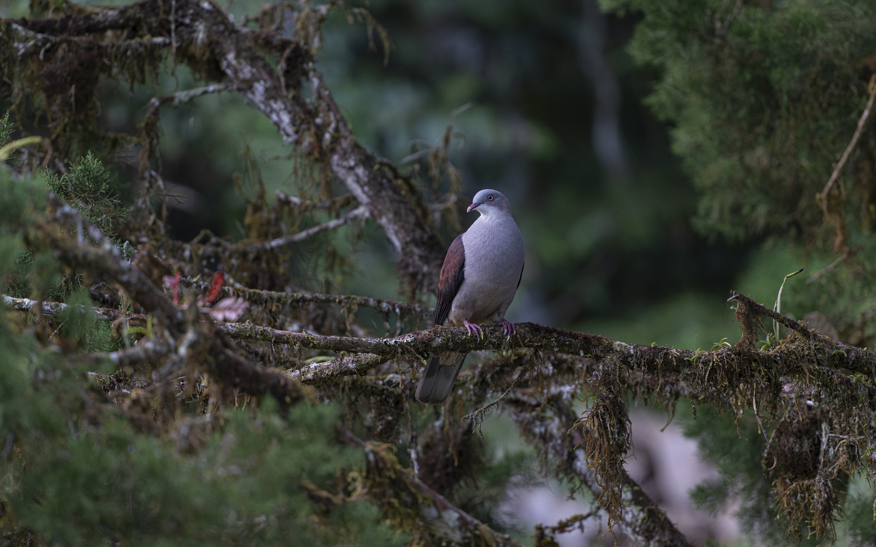 Ducula badia – ヤマミカドバト Ducula badia – ヤマミカドバト