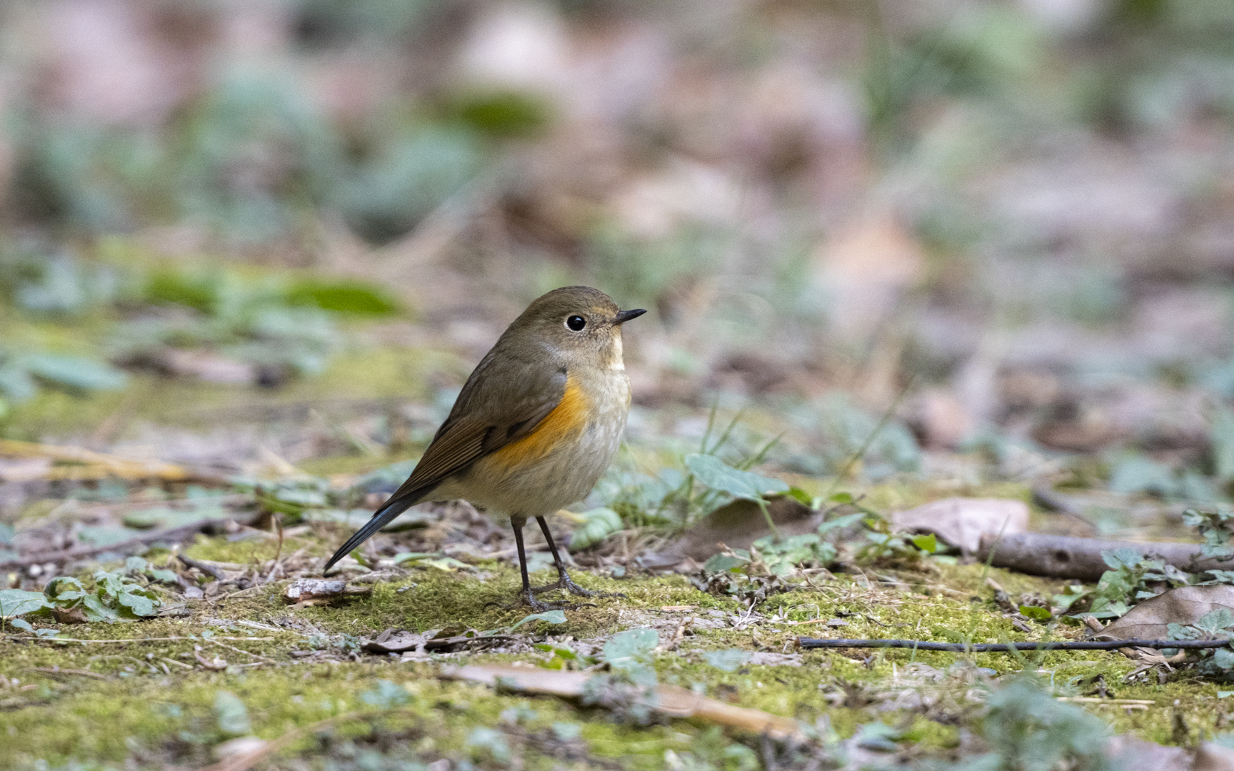 Tarsiger cyanurus – ルリビタキ Tarsiger cyanurus – ルリビタキ