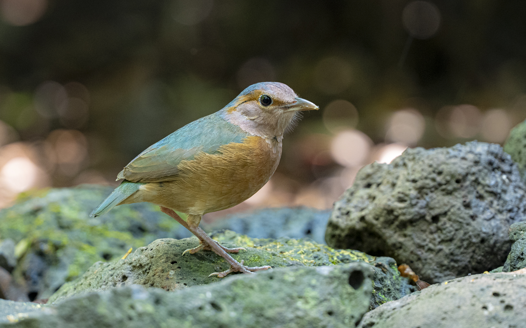 Hydrornis soror – コシアオヤイロチョウ