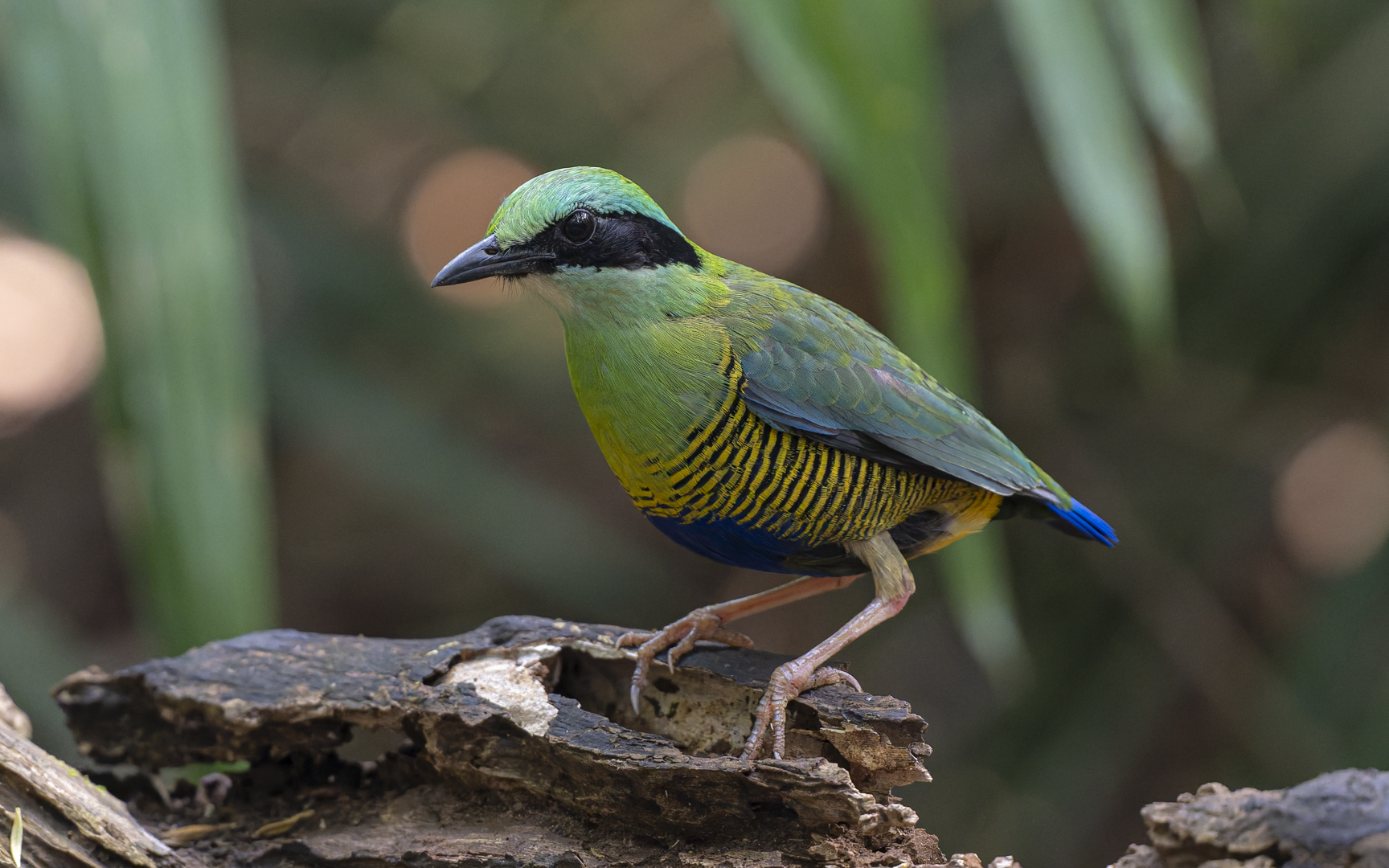 Hydrornis elliotii – ミドリシマヤイロチョウ