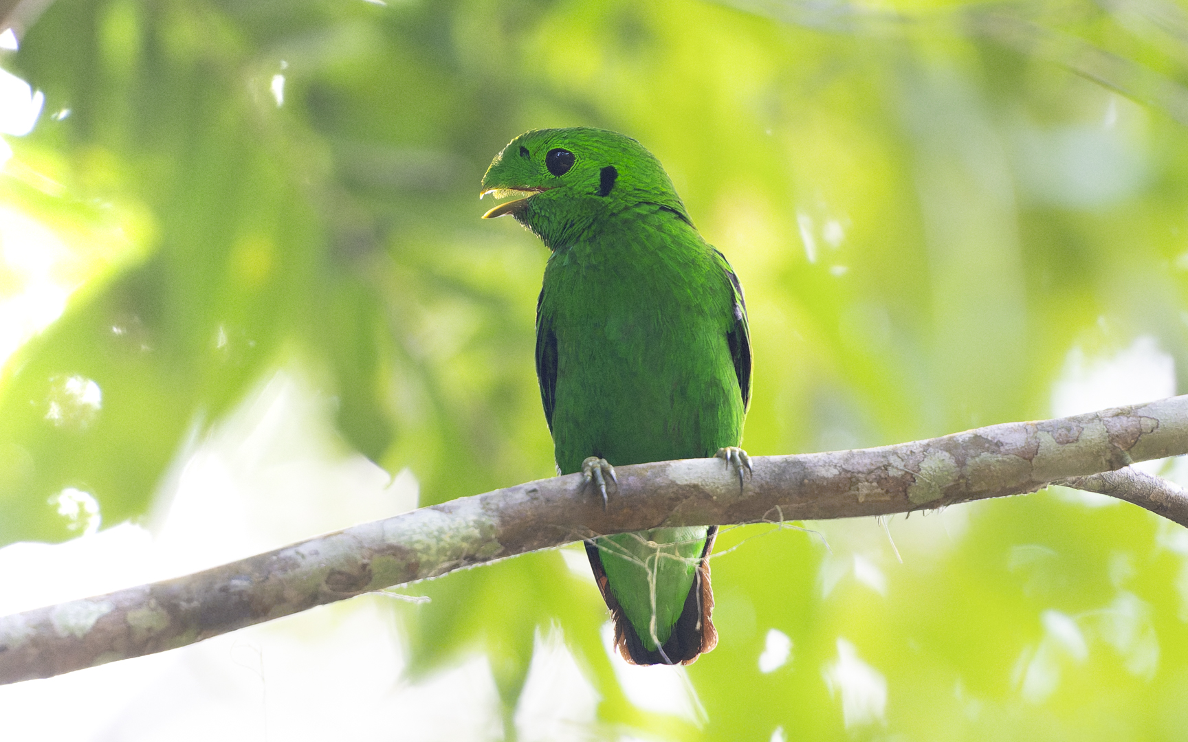 Calyptomena viridis – ミドリヒロハシ Calyptomena viridis – ミドリヒロハシ