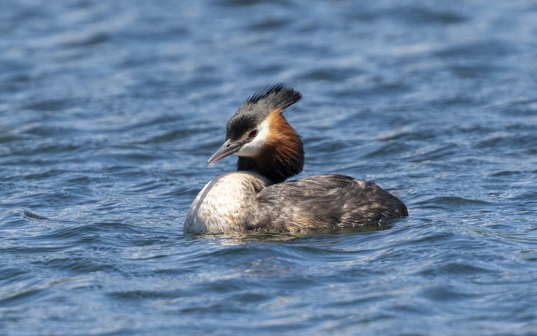 Podiceps cristatus – カンムリカイツブリ Podiceps cristatus – カンムリカイツブリ