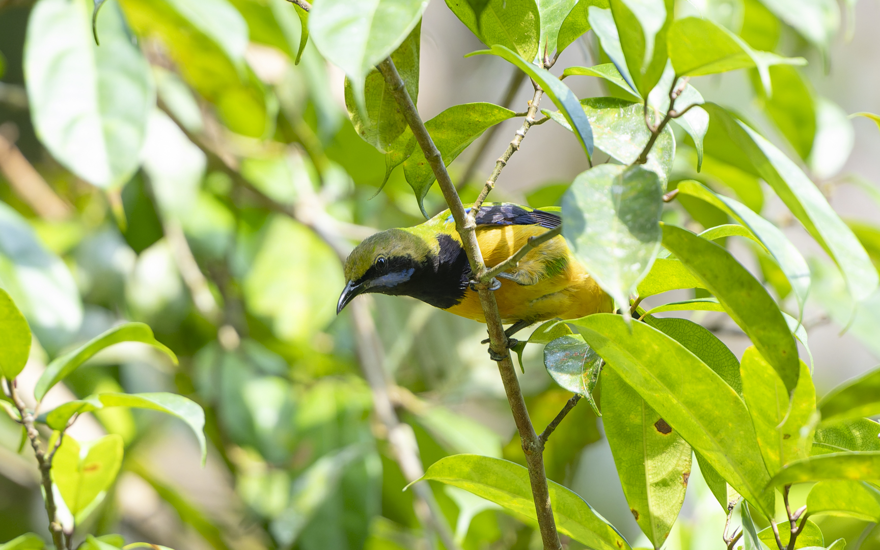 Chloropsis hardwickii – アカハラコノハドリ Chloropsis hardwickii – アカハラコノハドリ